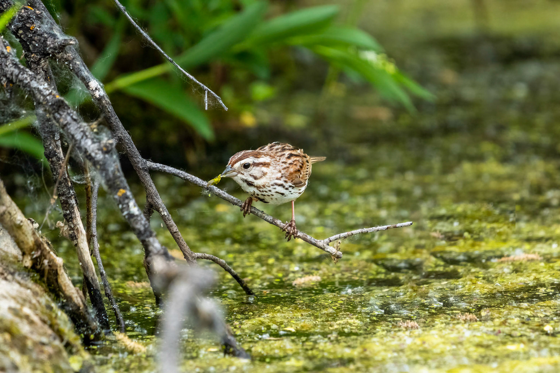 Song Sparrow