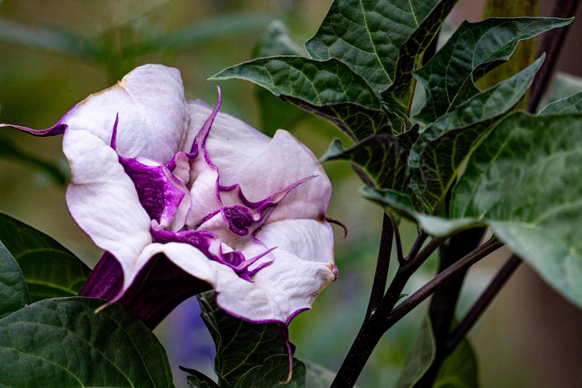 Datura