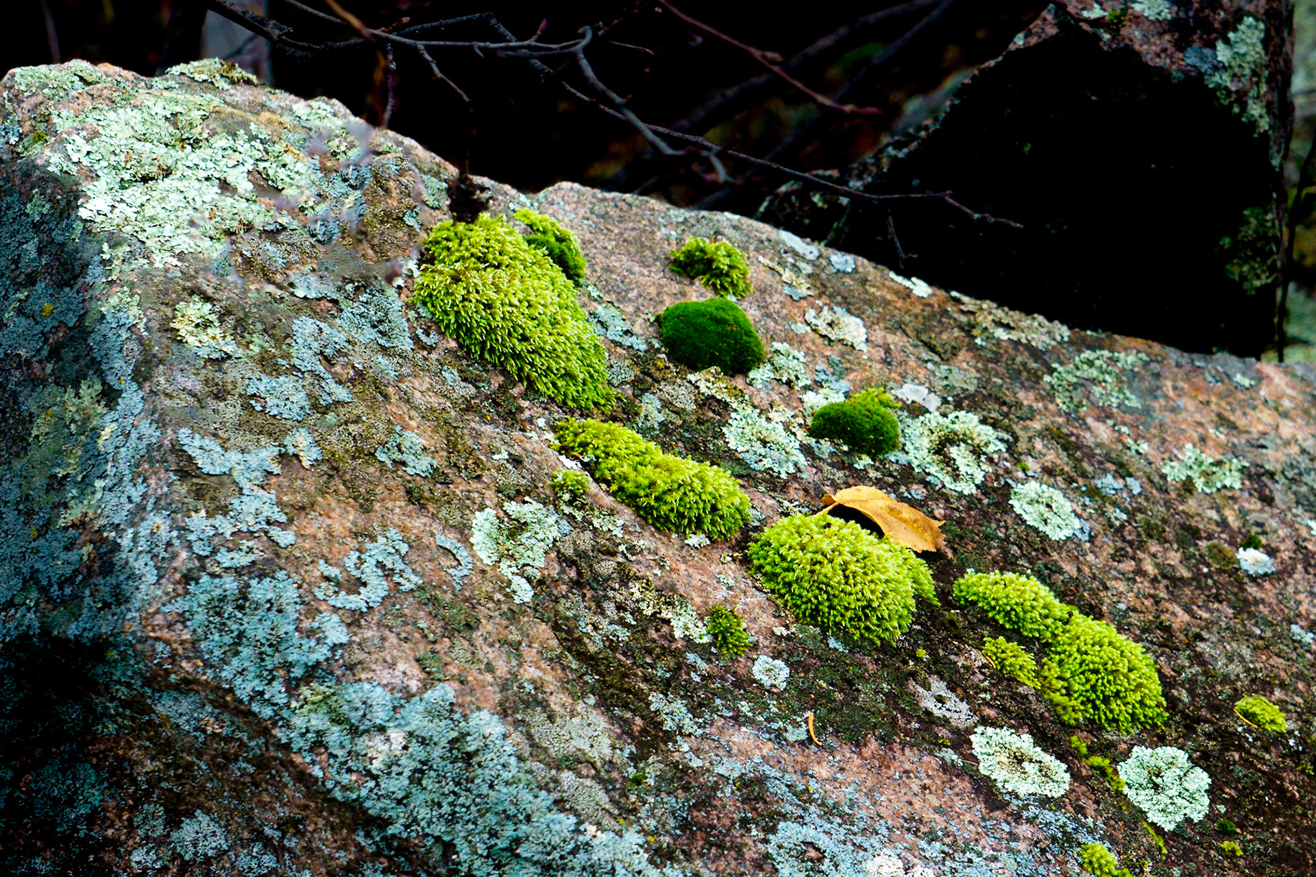 Moss