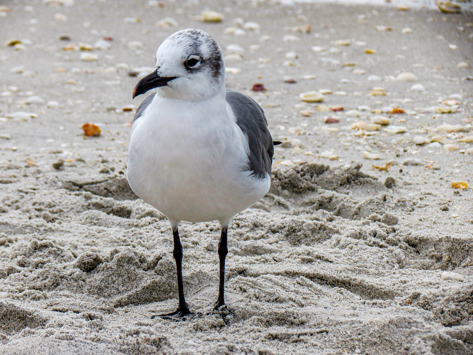 Laughing Gull