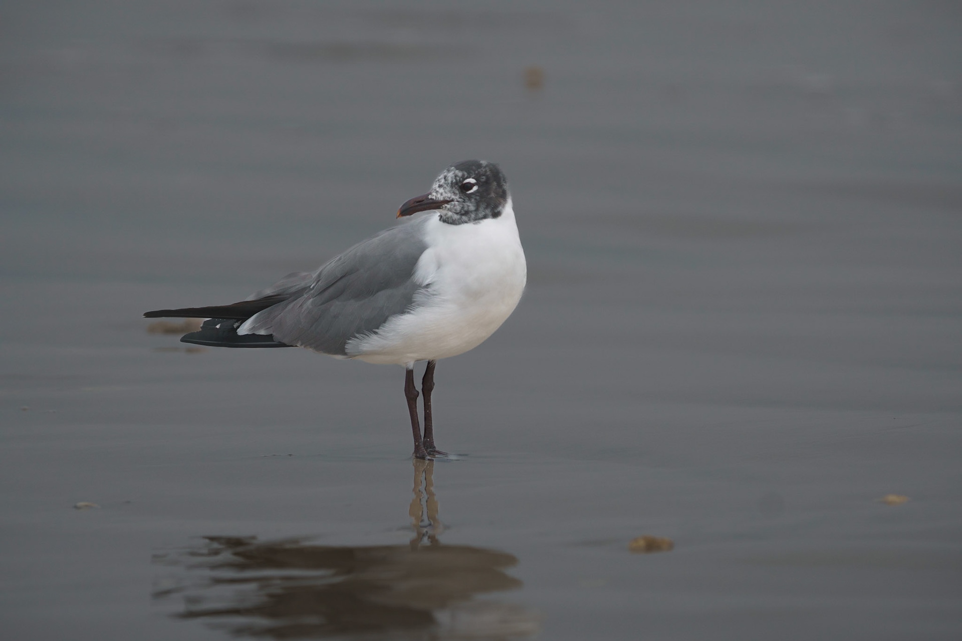 Laughing Gull