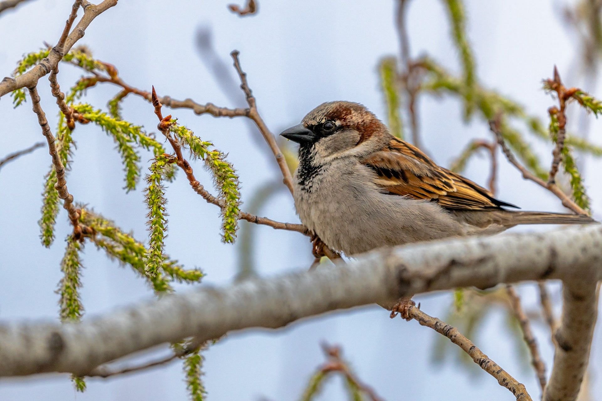 House Sparrow