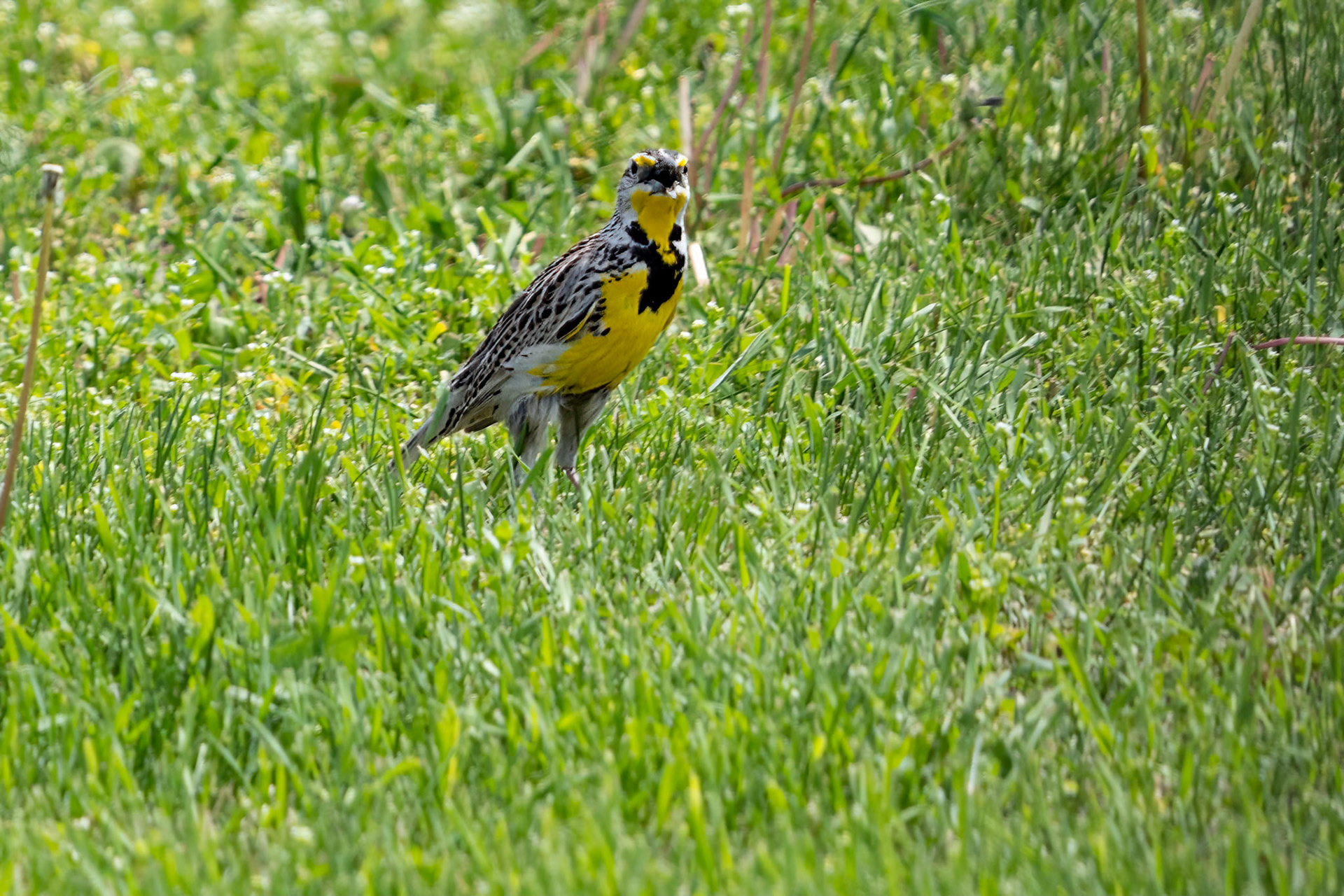 Western Meadowlark