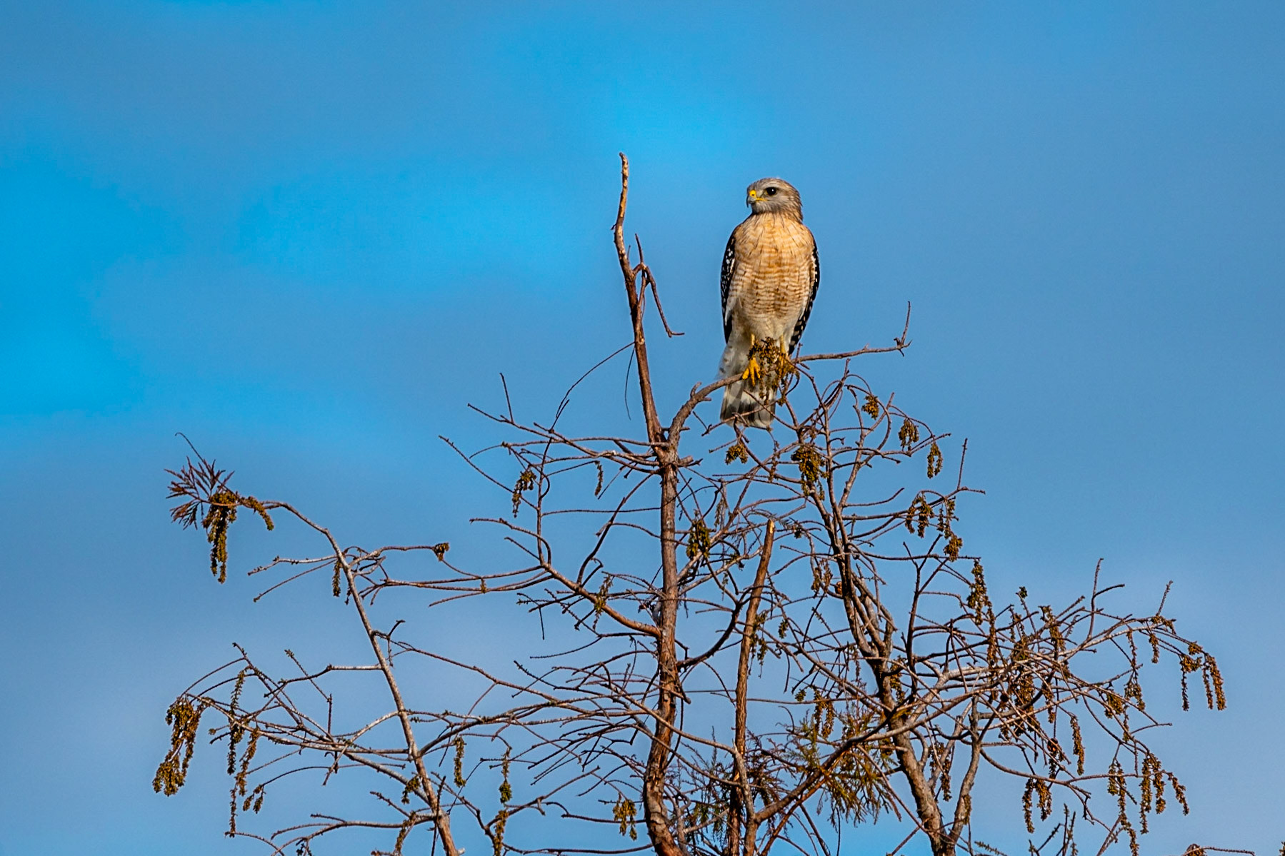 Gray Hawk