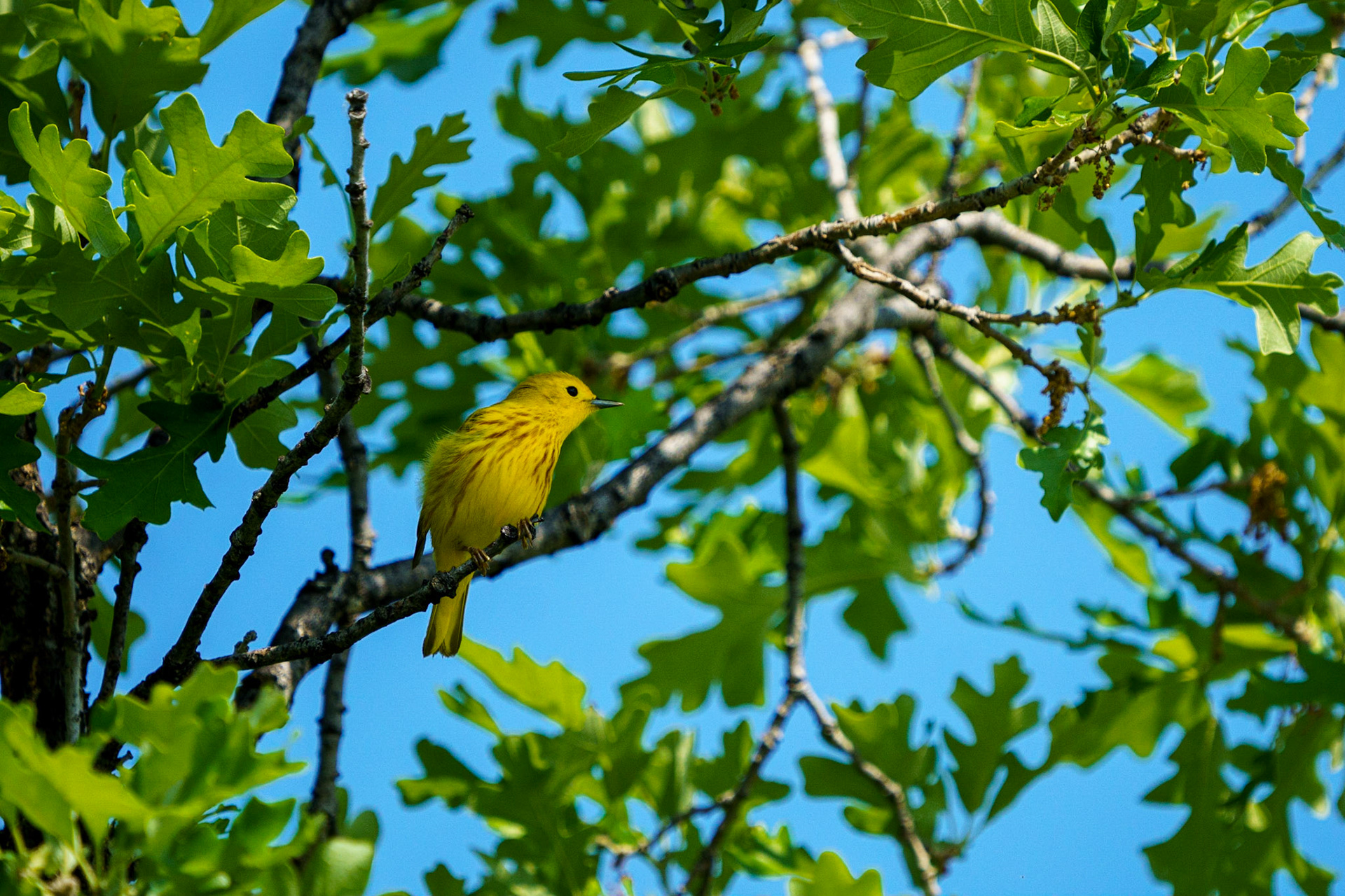 Yellow Warbler