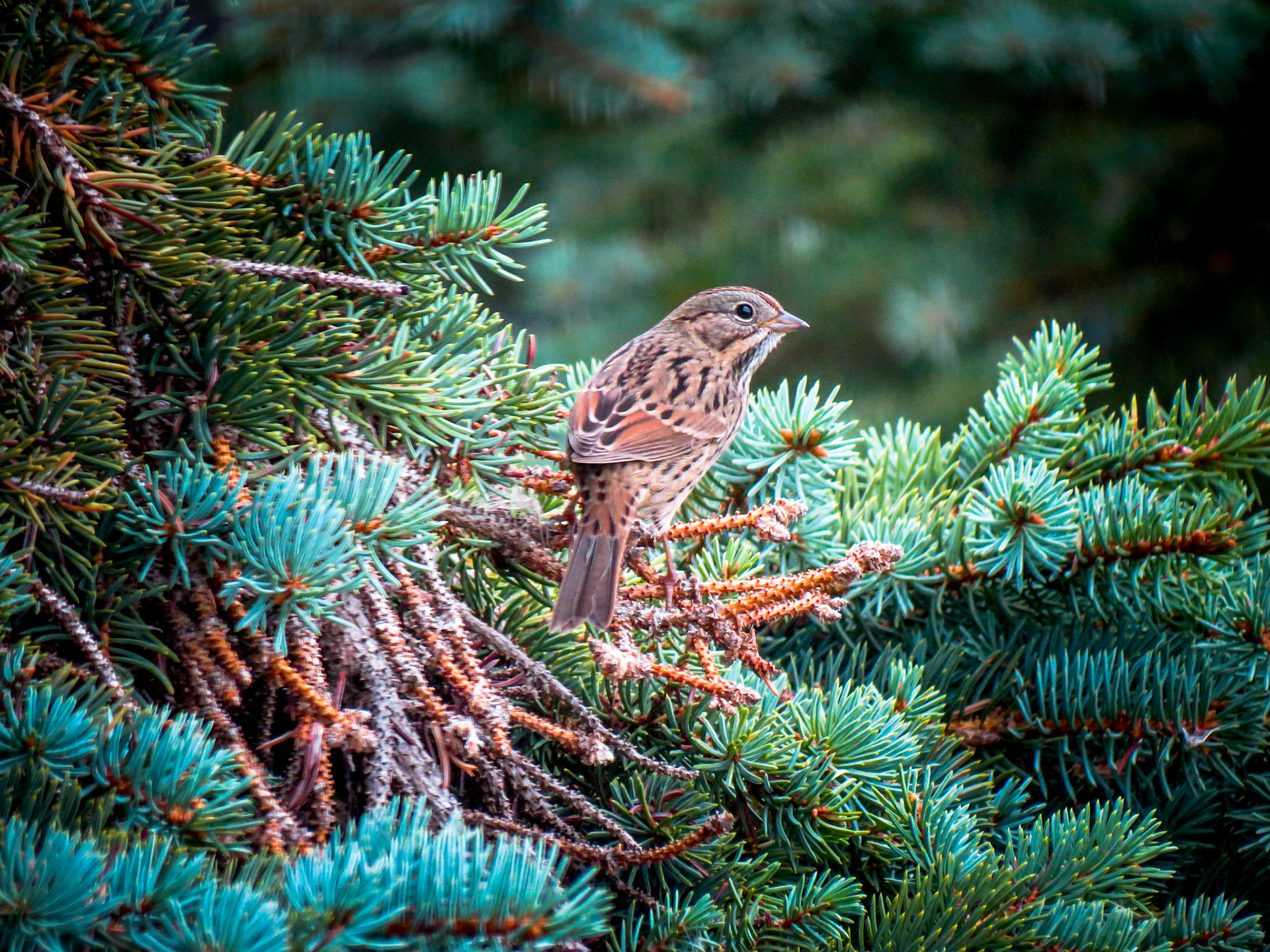 Song Sparrow