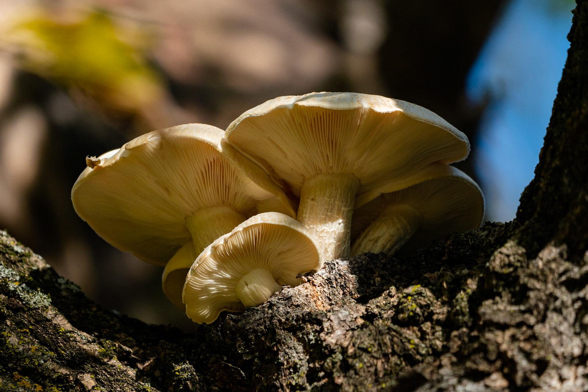 Mushrooms in Tree