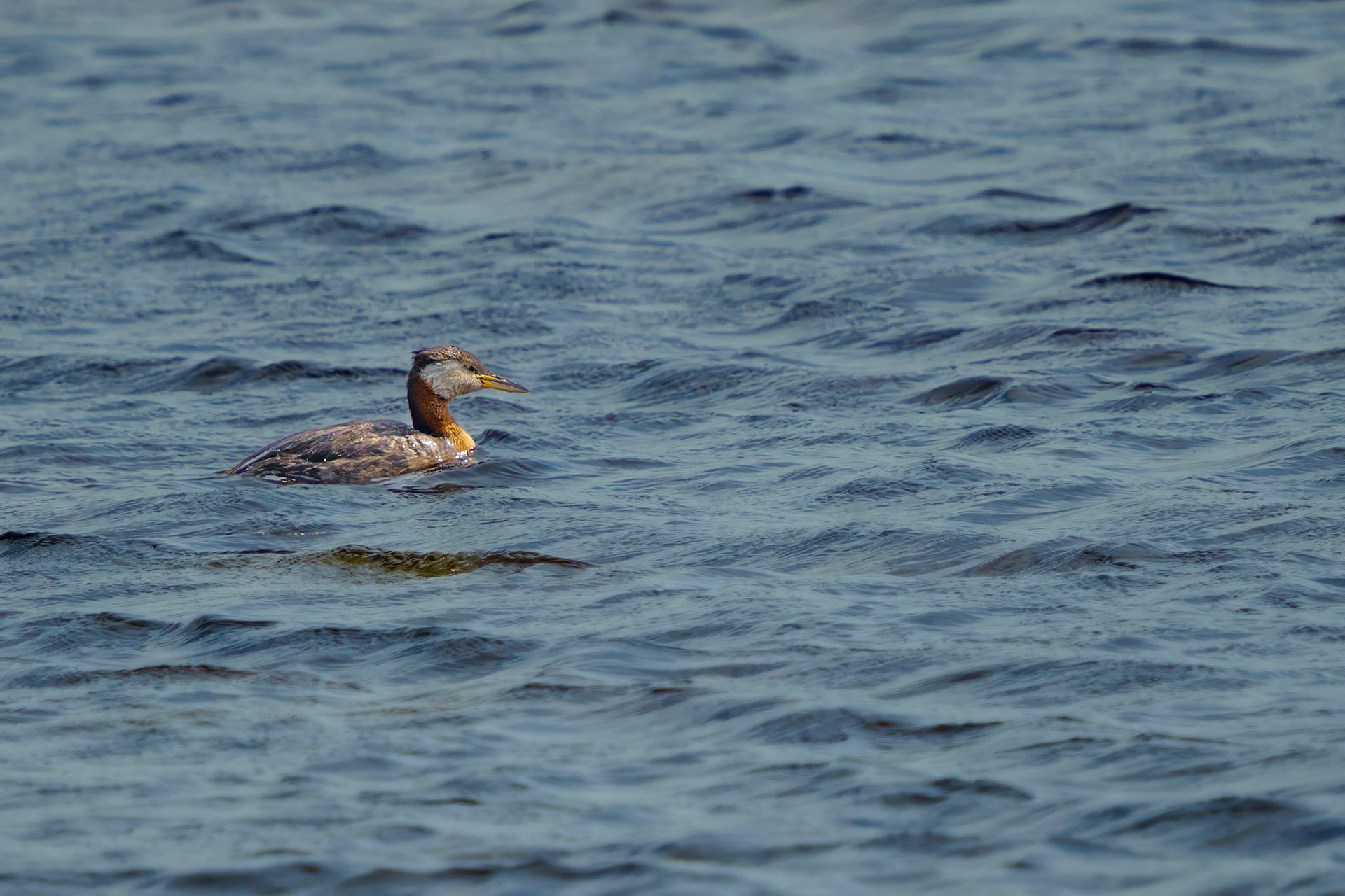 Red-Necked Grebe