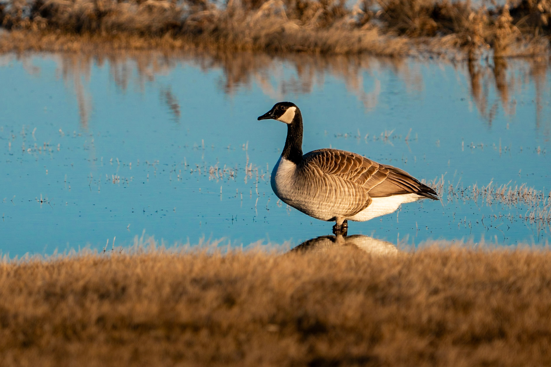 Canada Goose