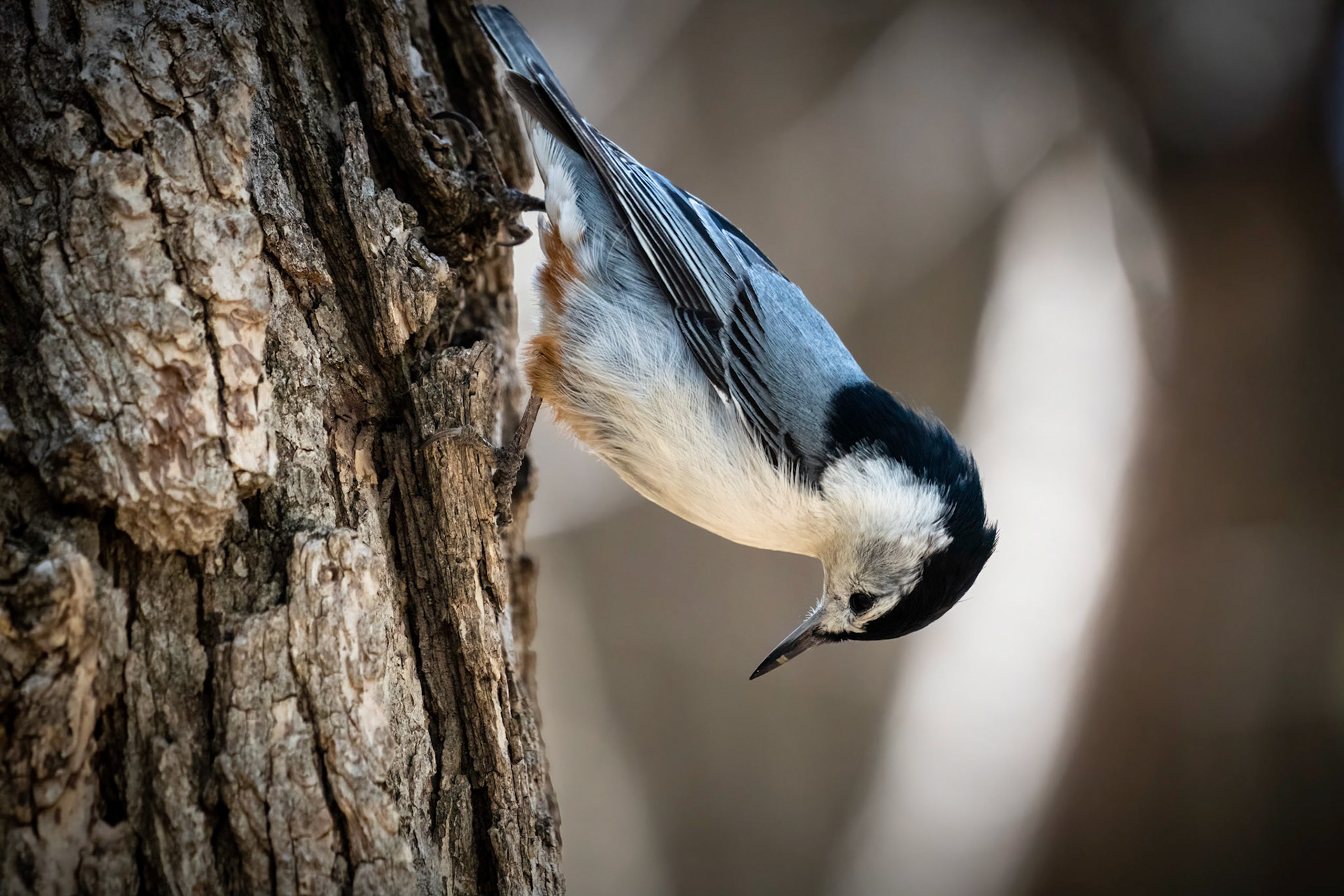 White-breasted Nuthatch
