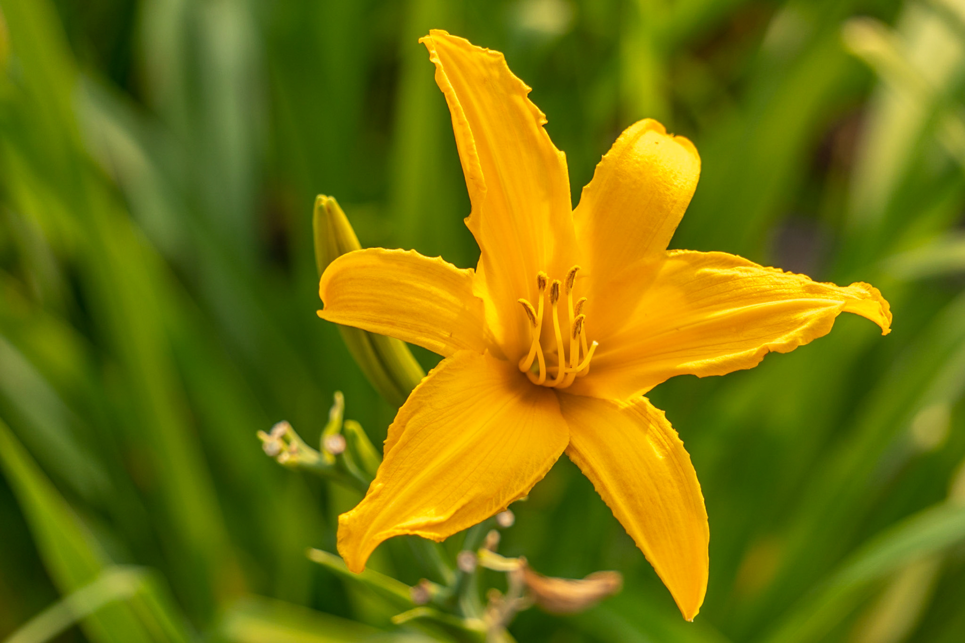 Lily