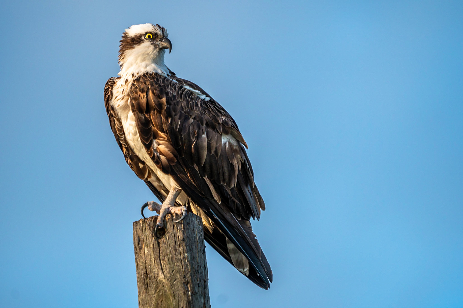 Osprey