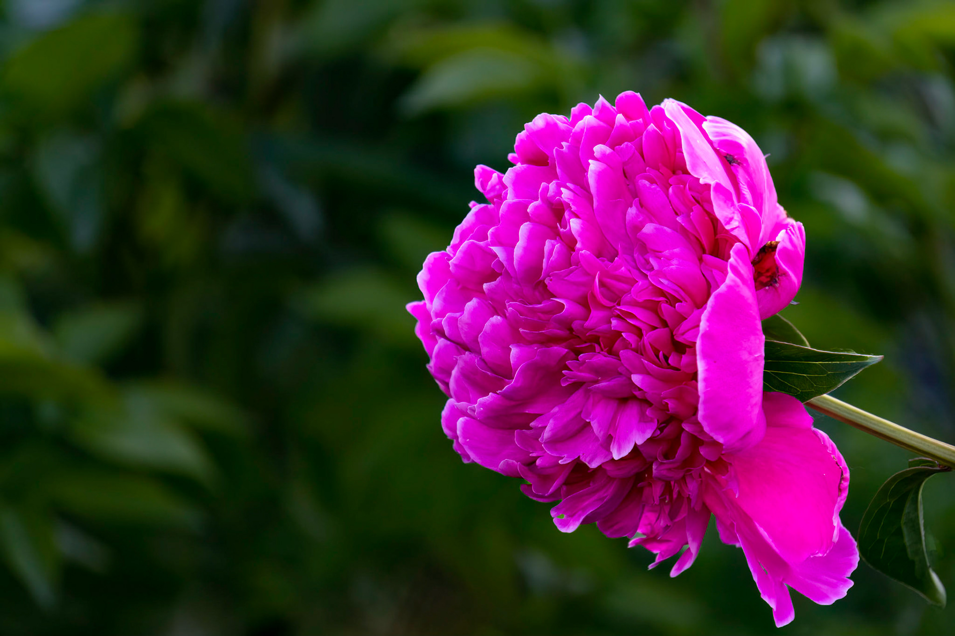 Pink Peony