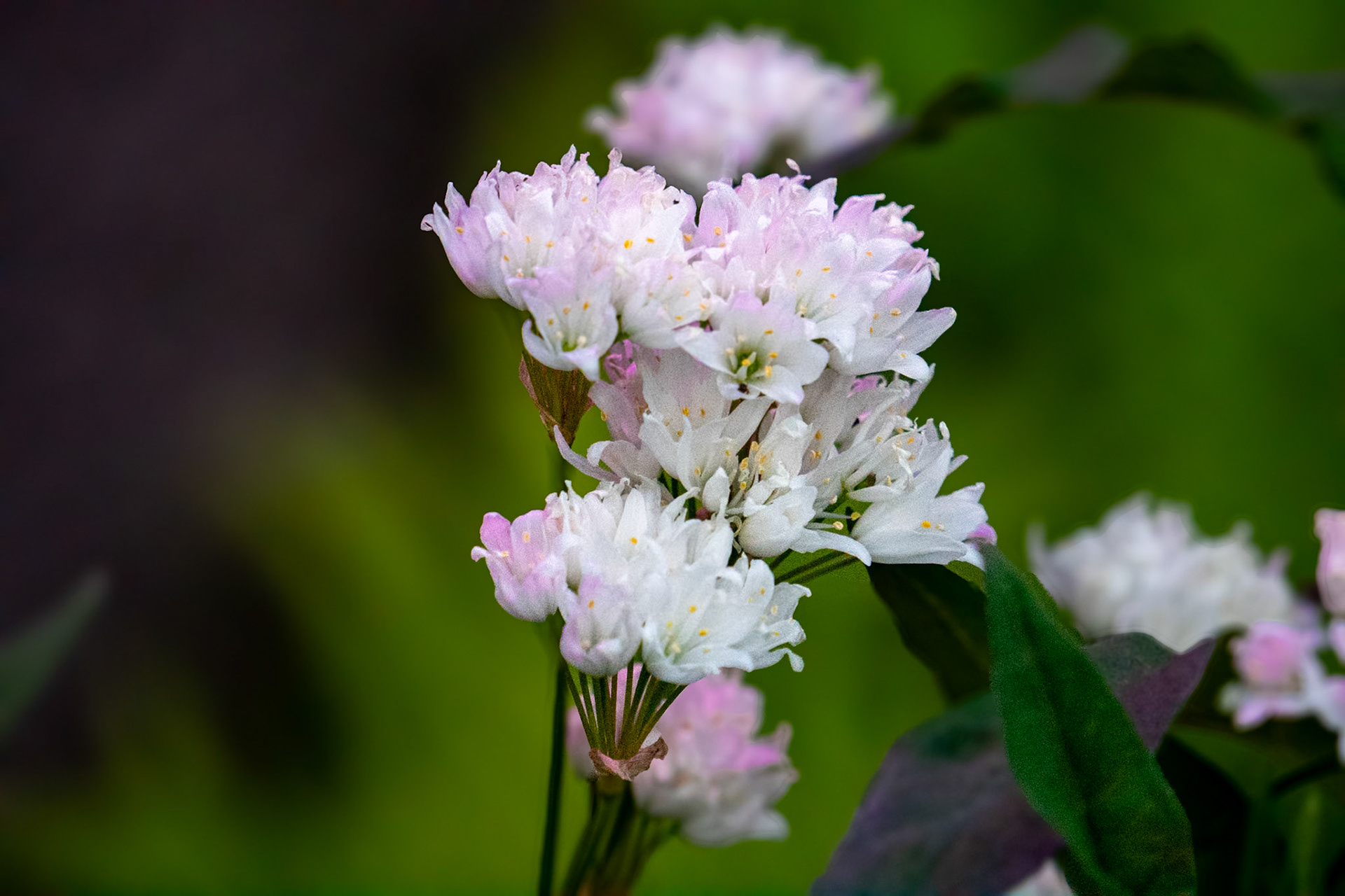 Alium