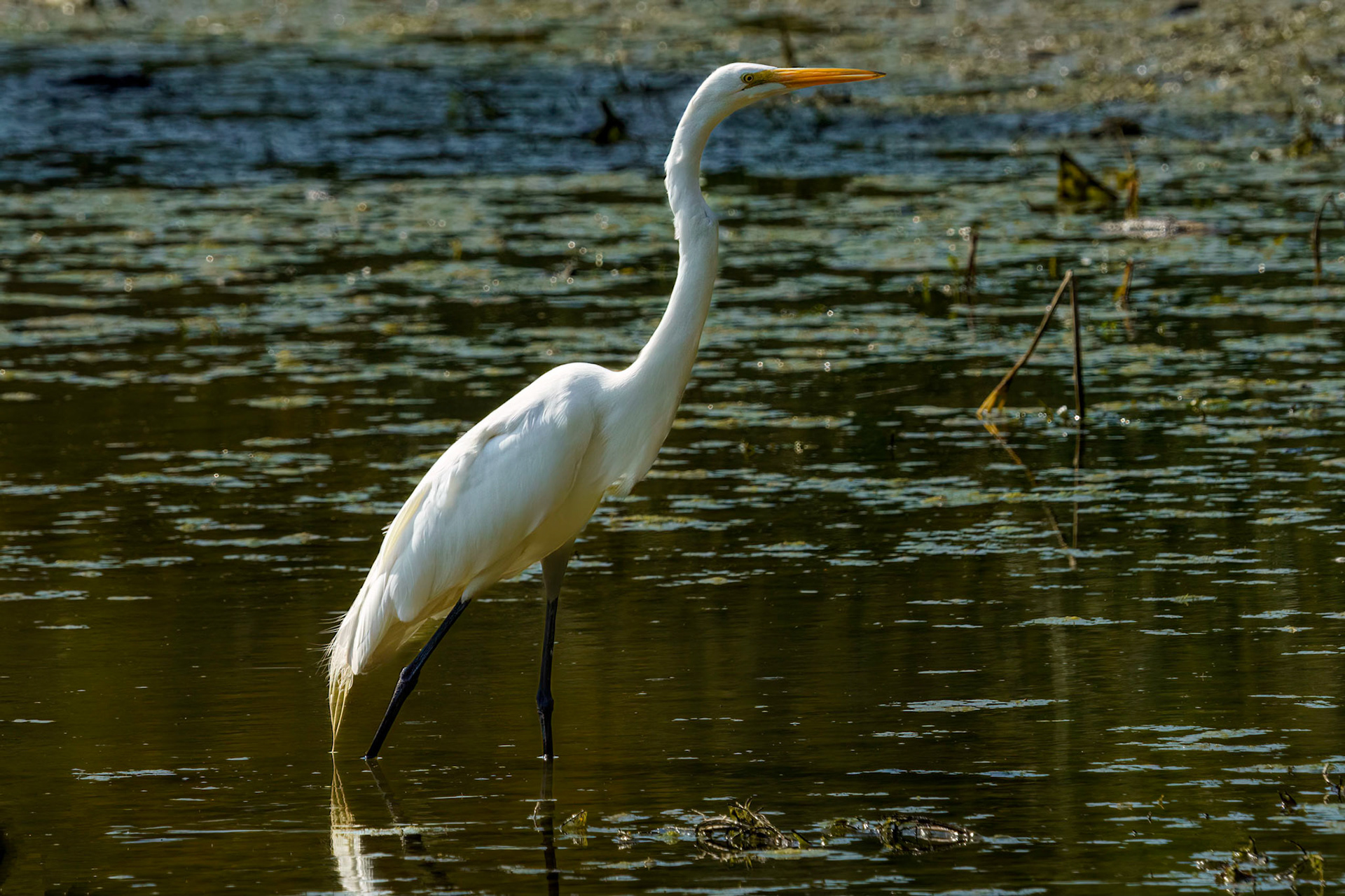 Great Egret
