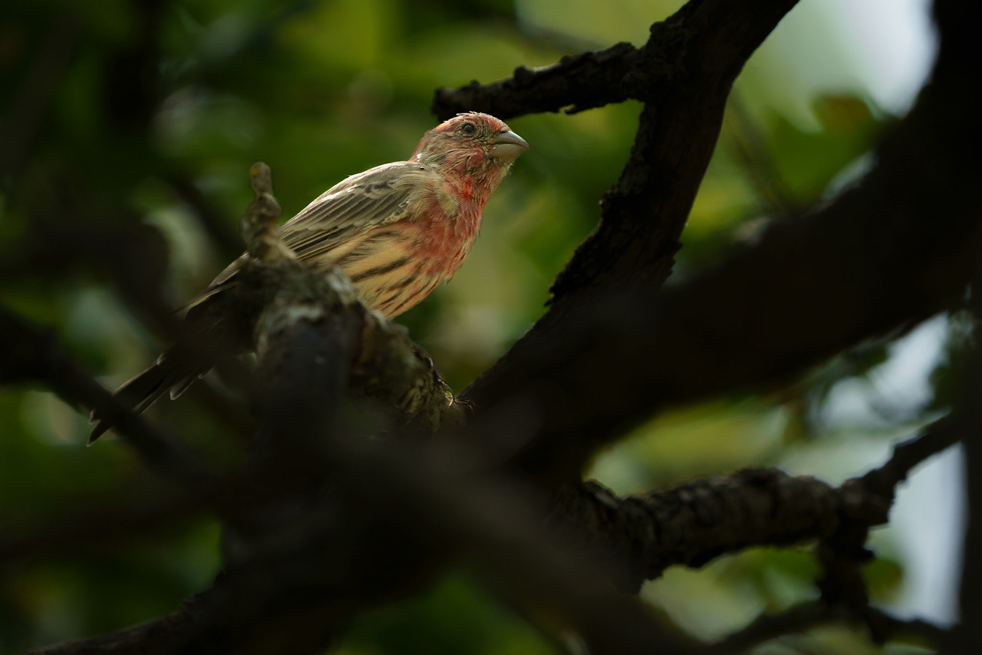 House Finch