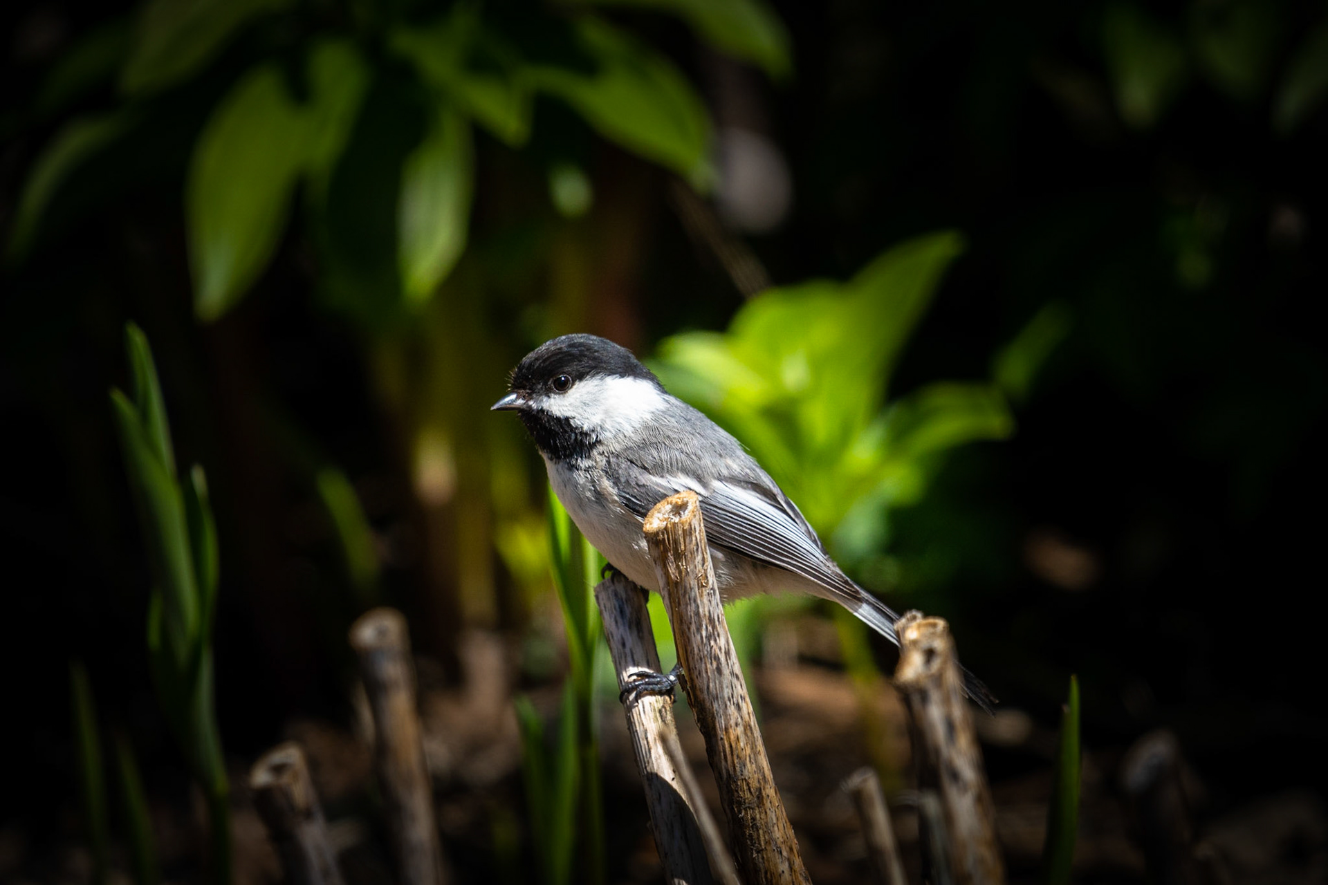 Black-capped Chickadee