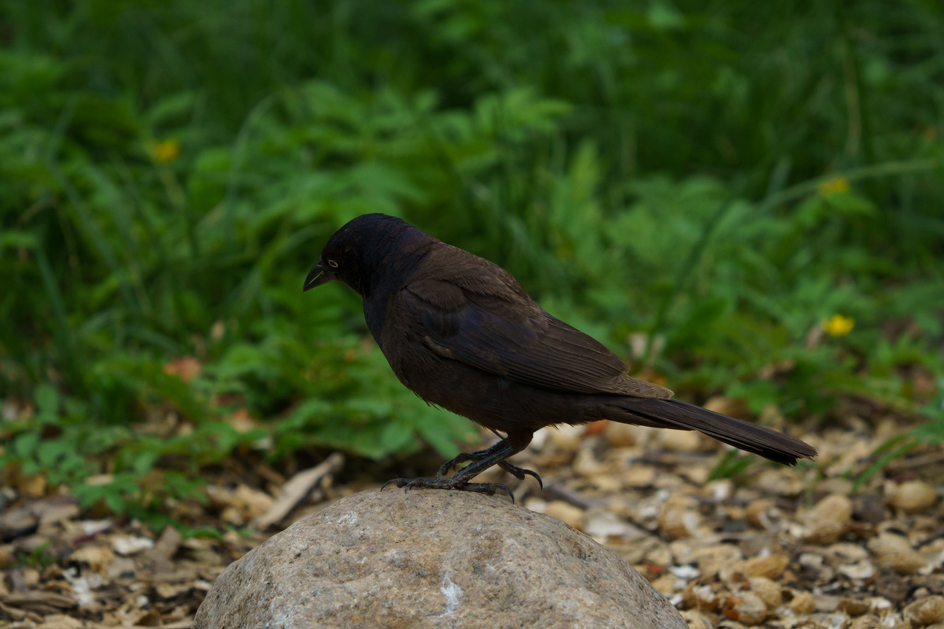 Bewer's Blackbird
