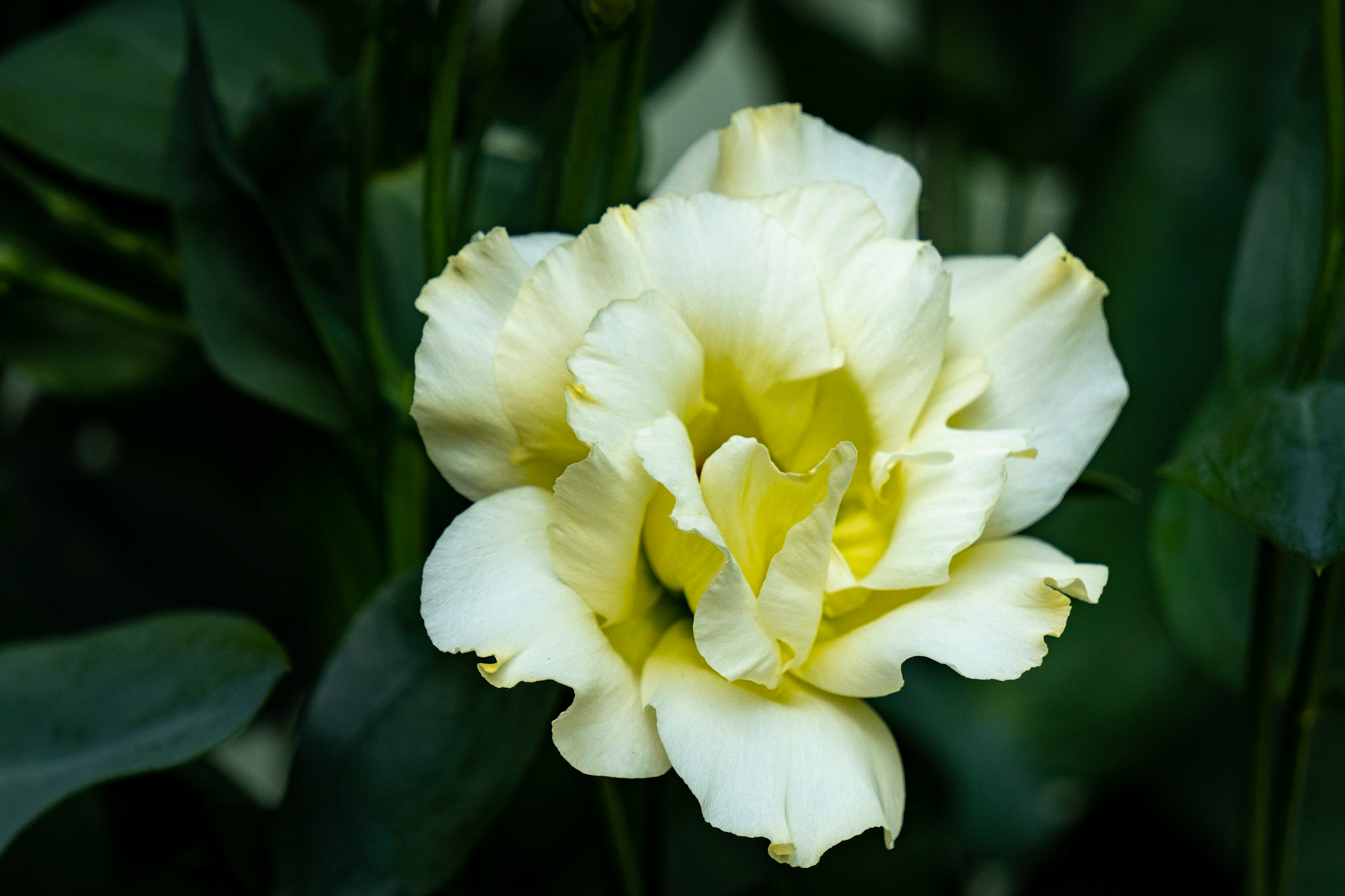 White Lisianthus
