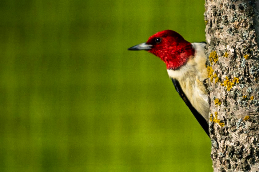 Red-headed Woodpecker