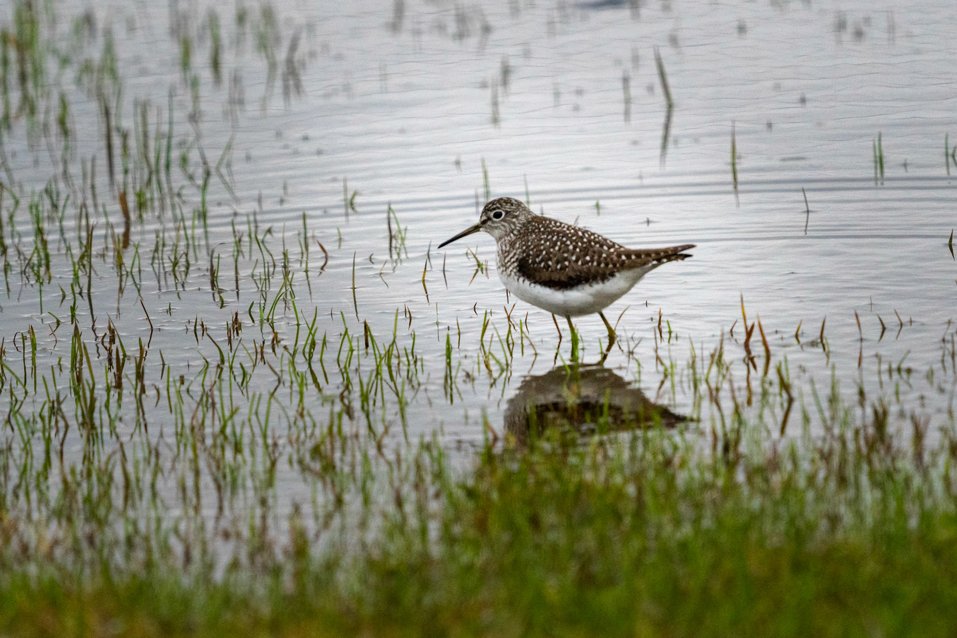 Common Snipe