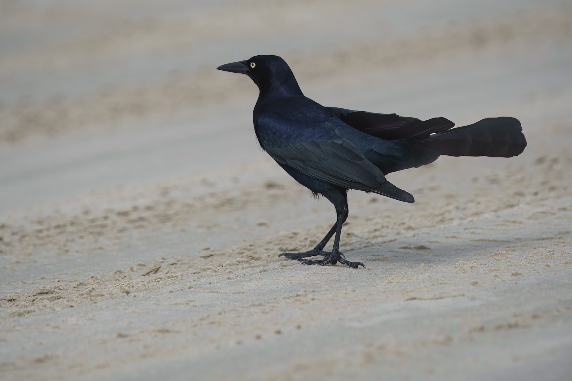 Great-tailed Grackle