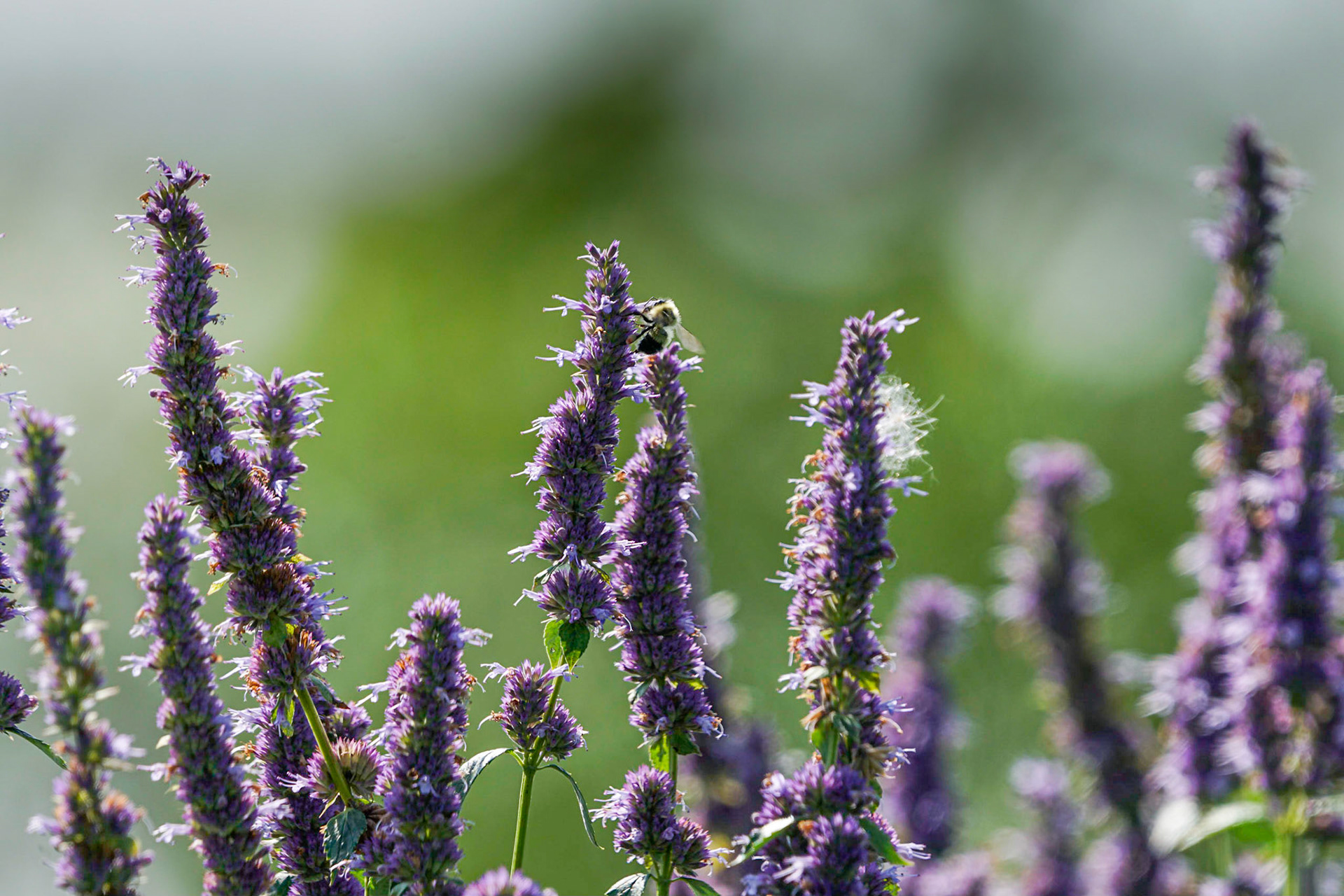 Hyssop in the sun