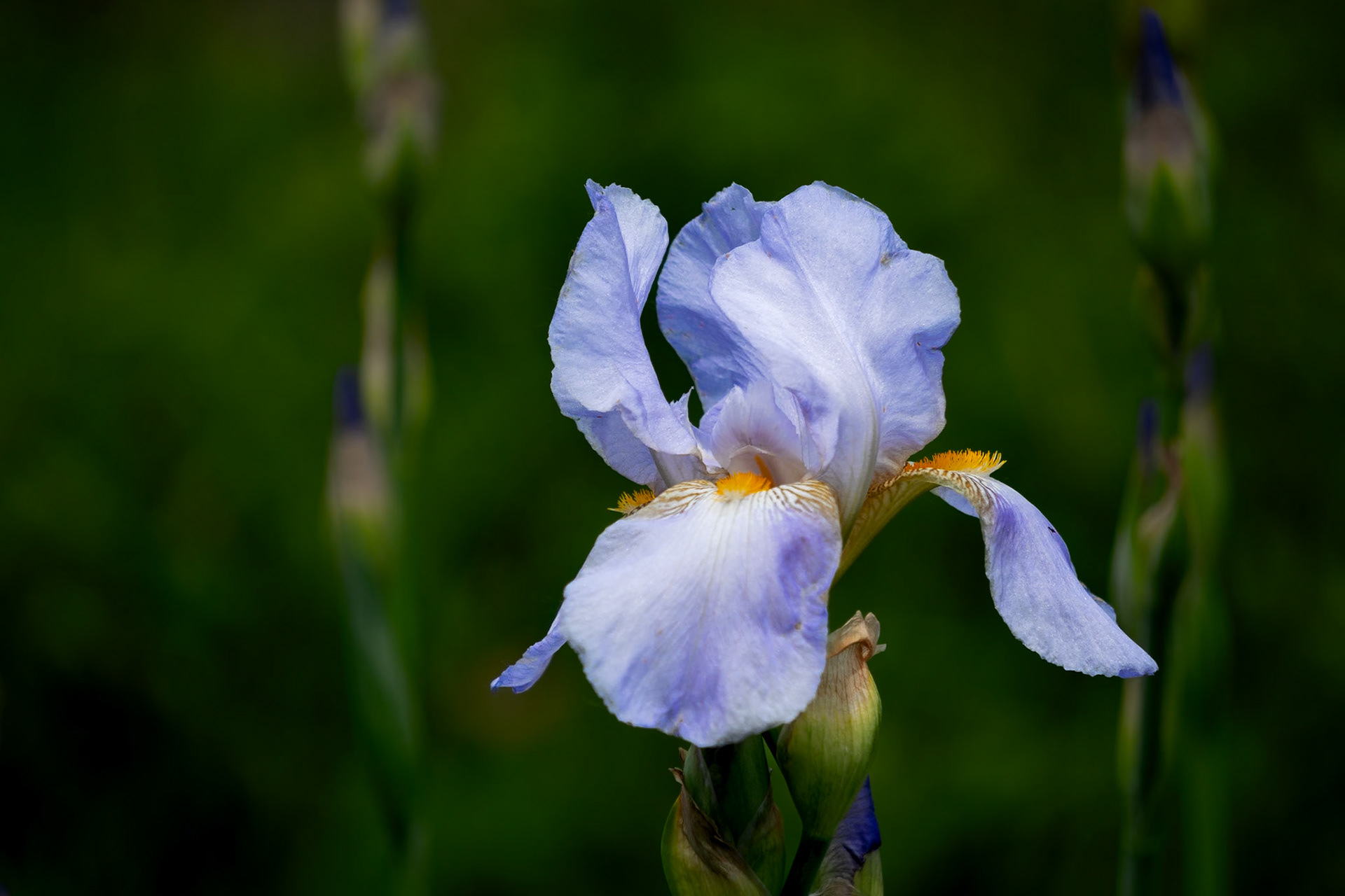 Iris