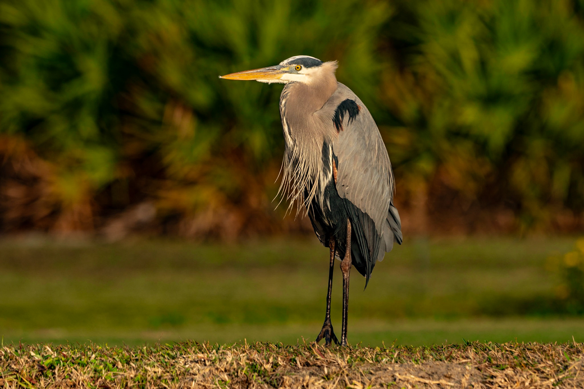 Blue Heron