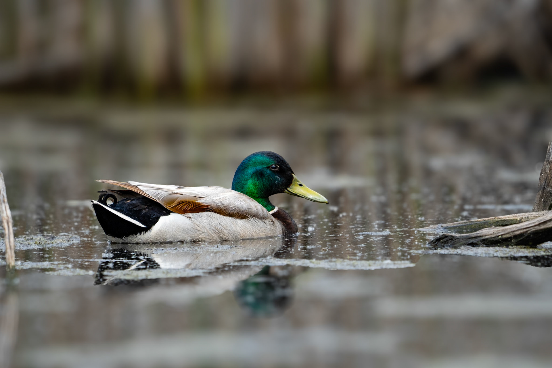 Mallard Duck