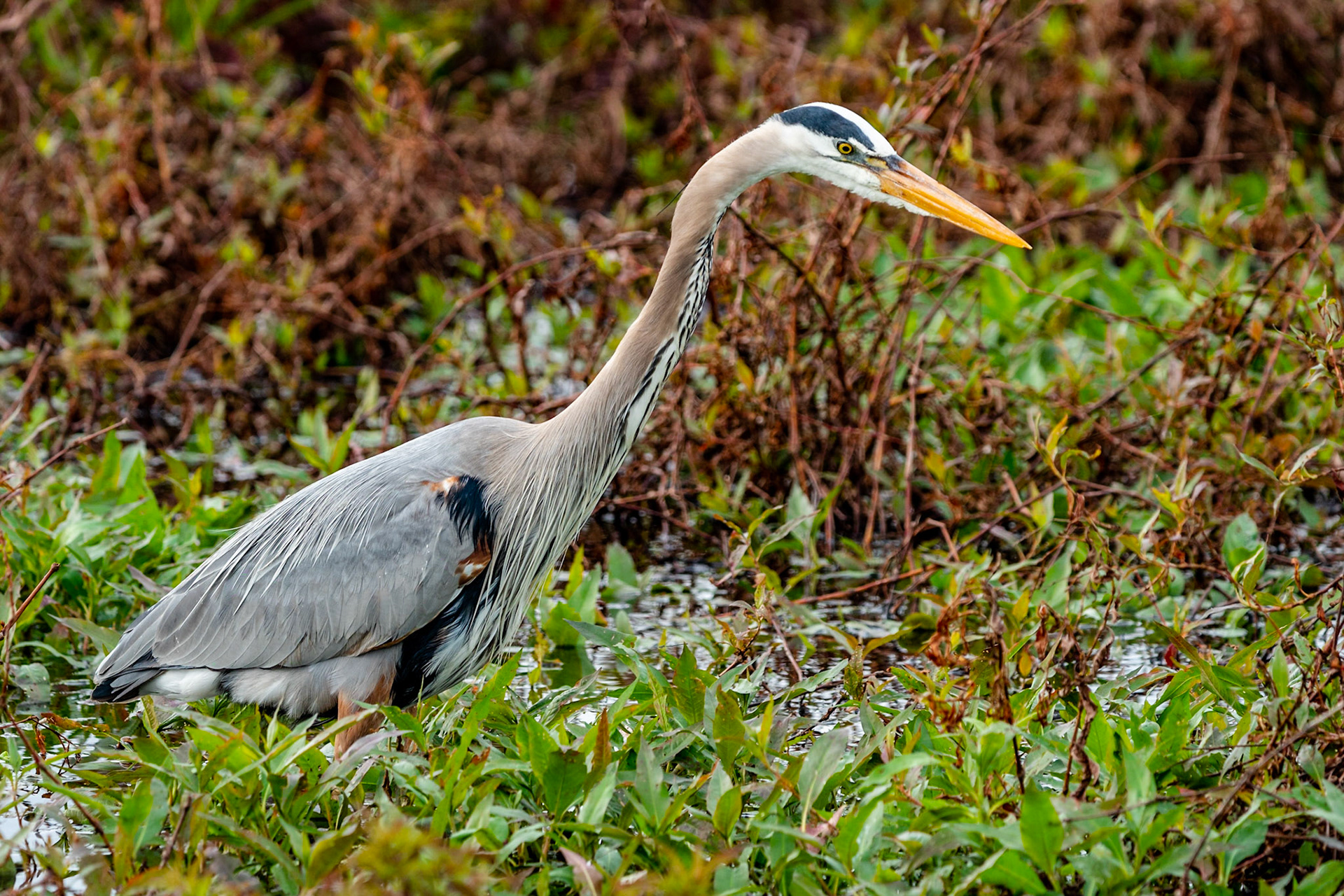 Blue Heron