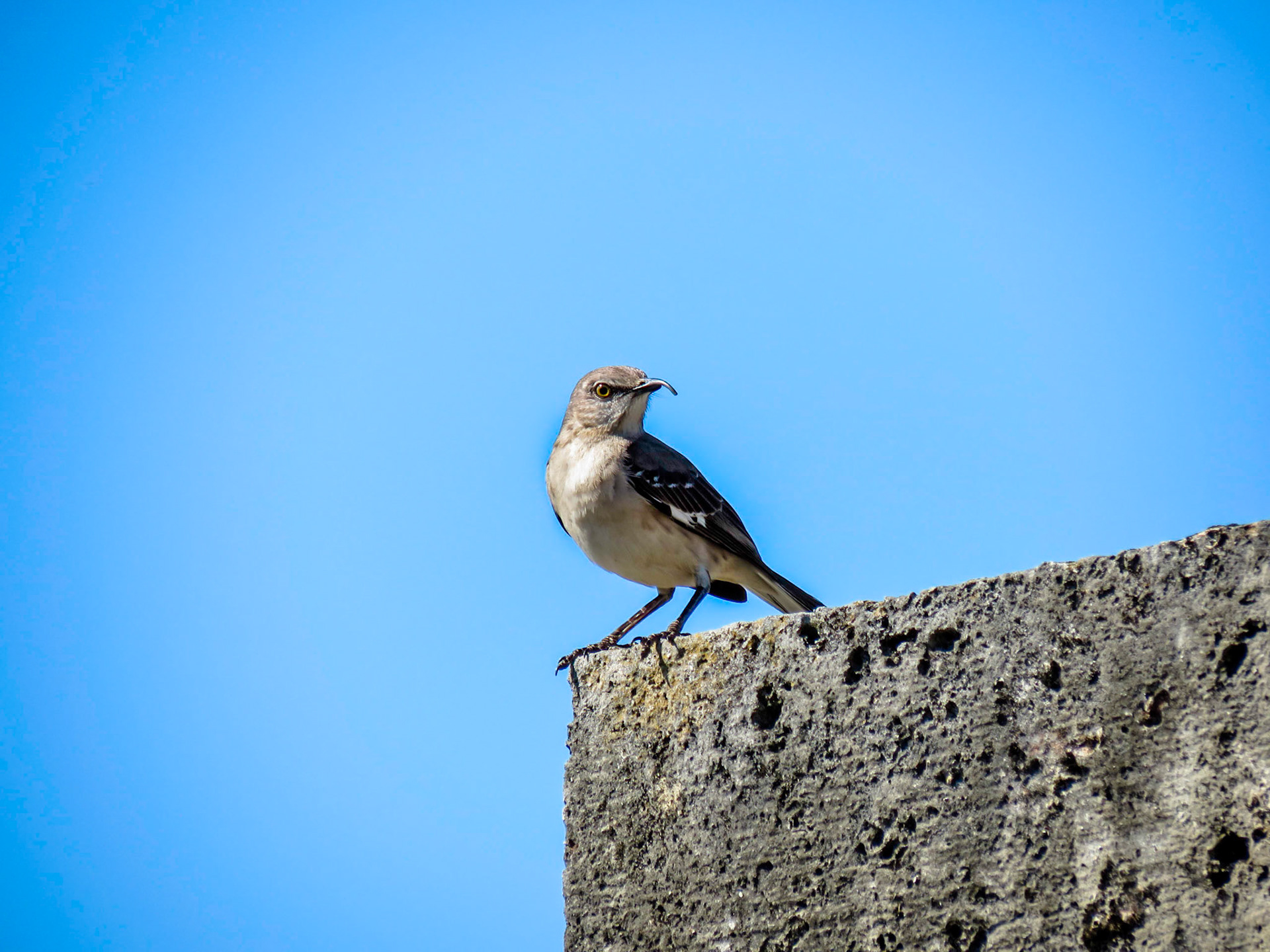 Curved Bill Thrasher