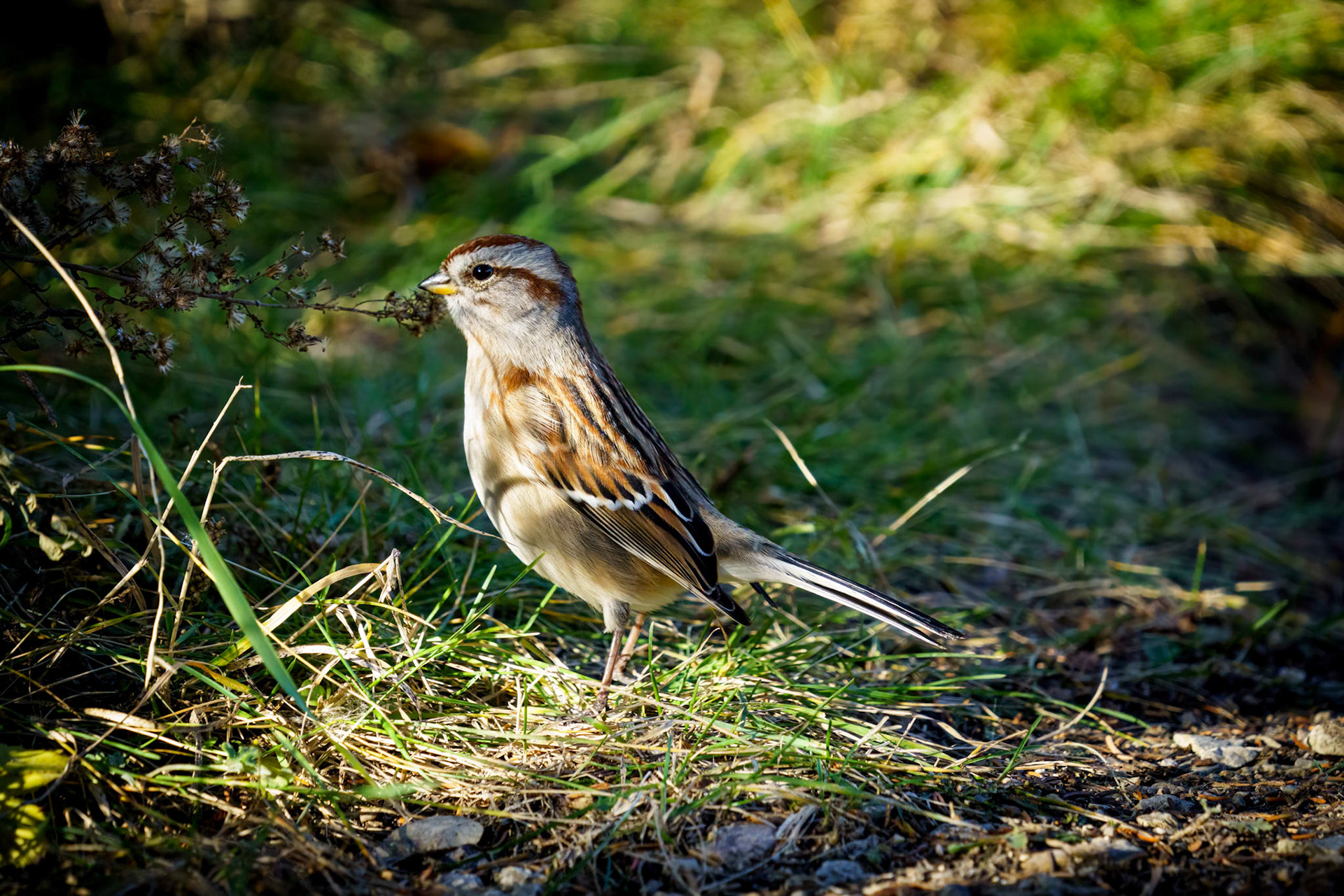American Tree Sparrow