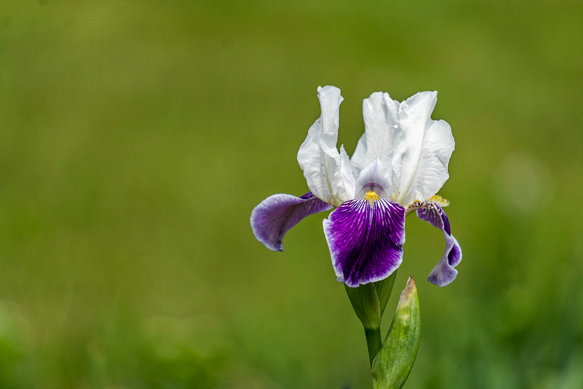 Iris
