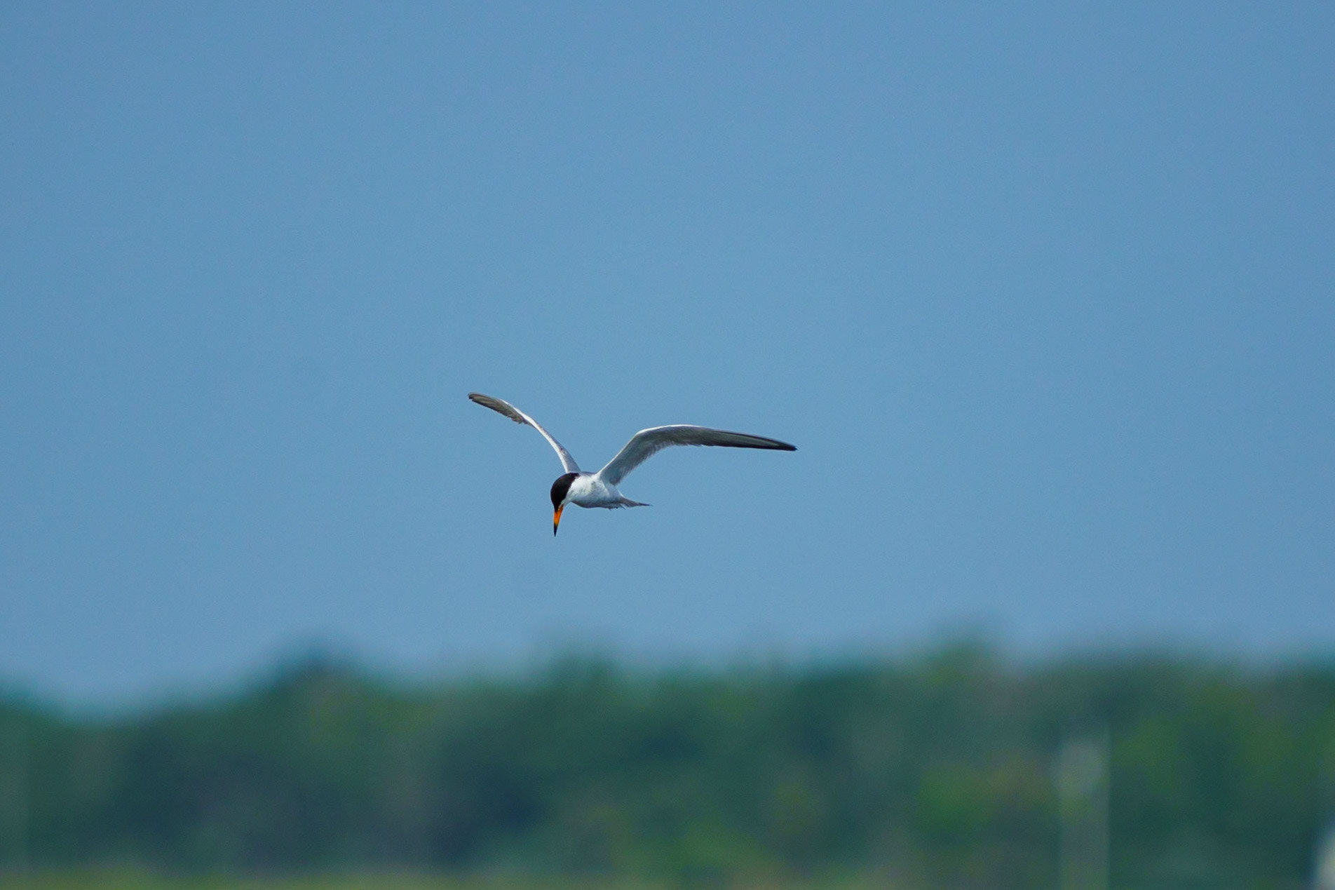 Forster's Tern