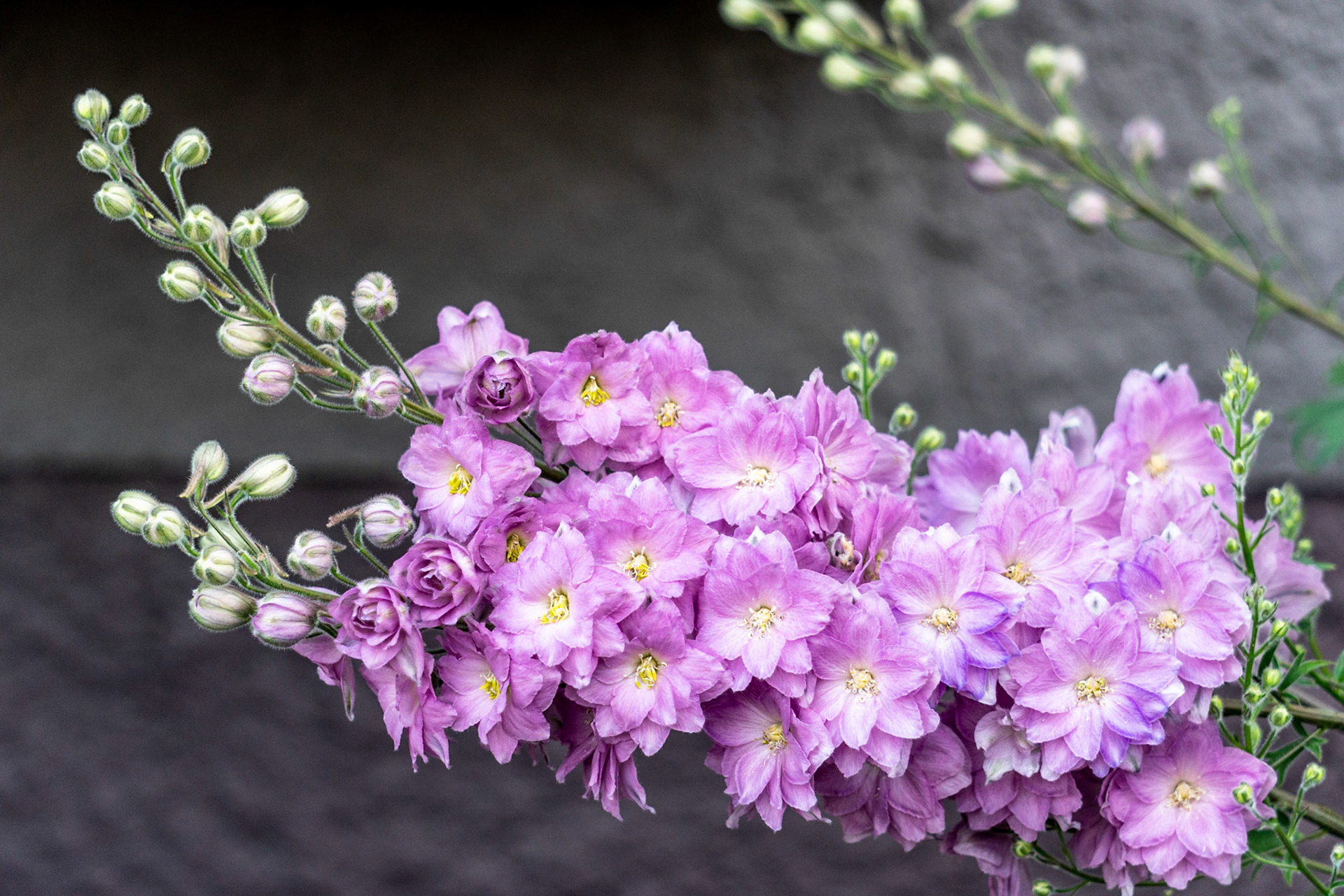 Delphinium