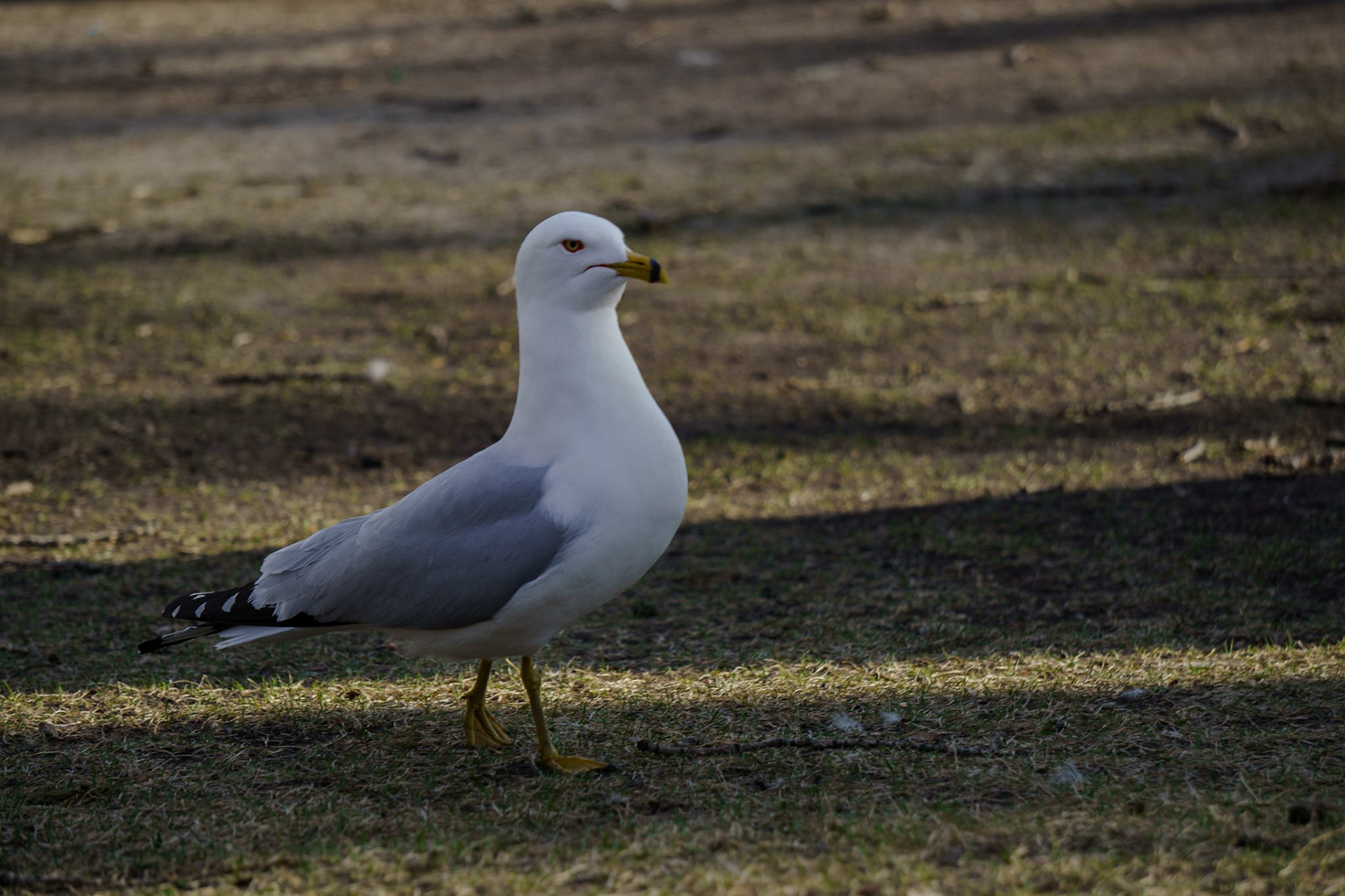 Ring-billed Gull