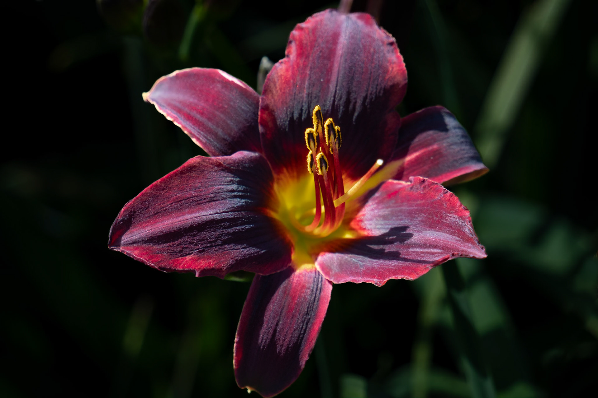 Lily