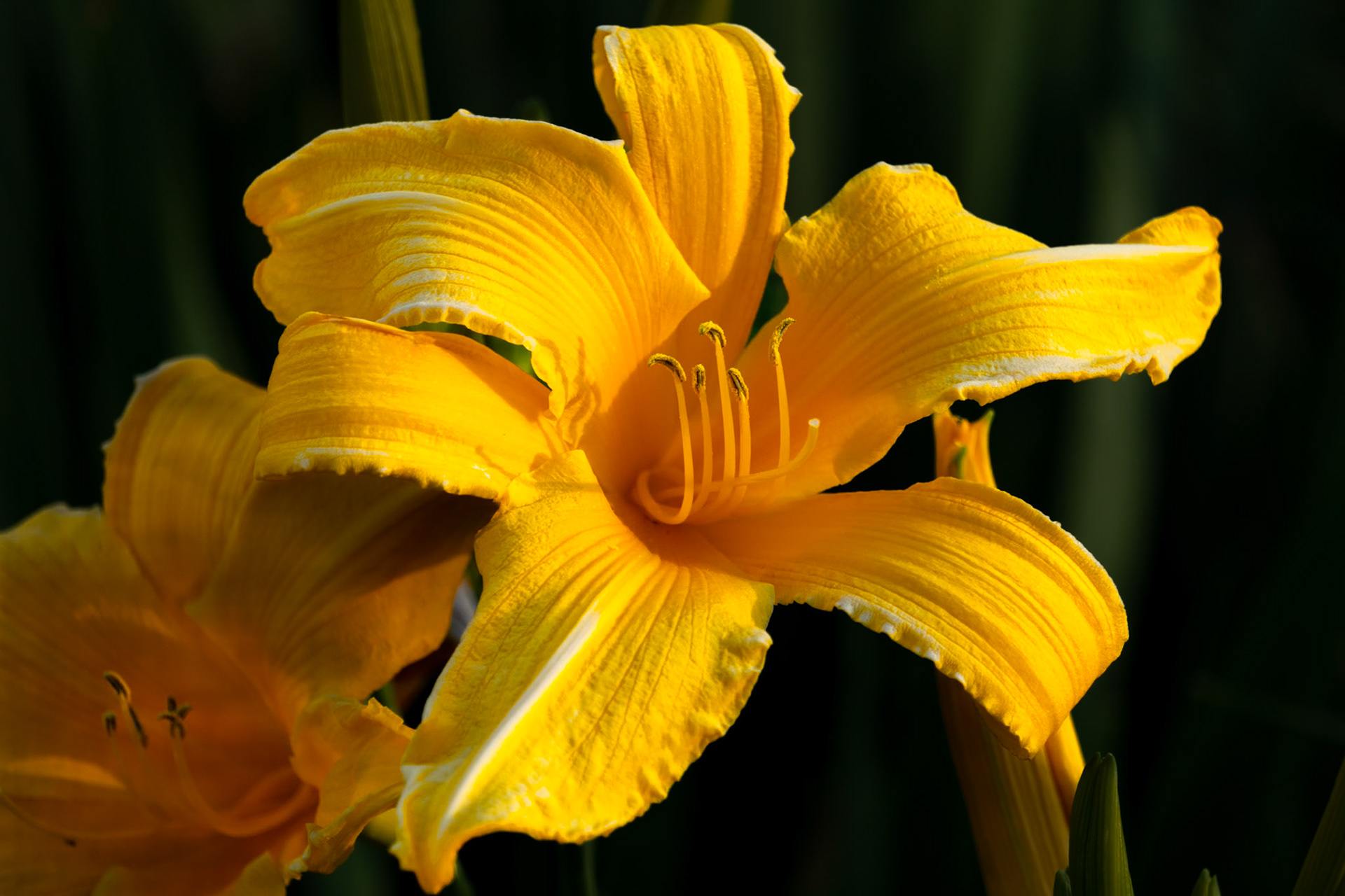 Day Lily