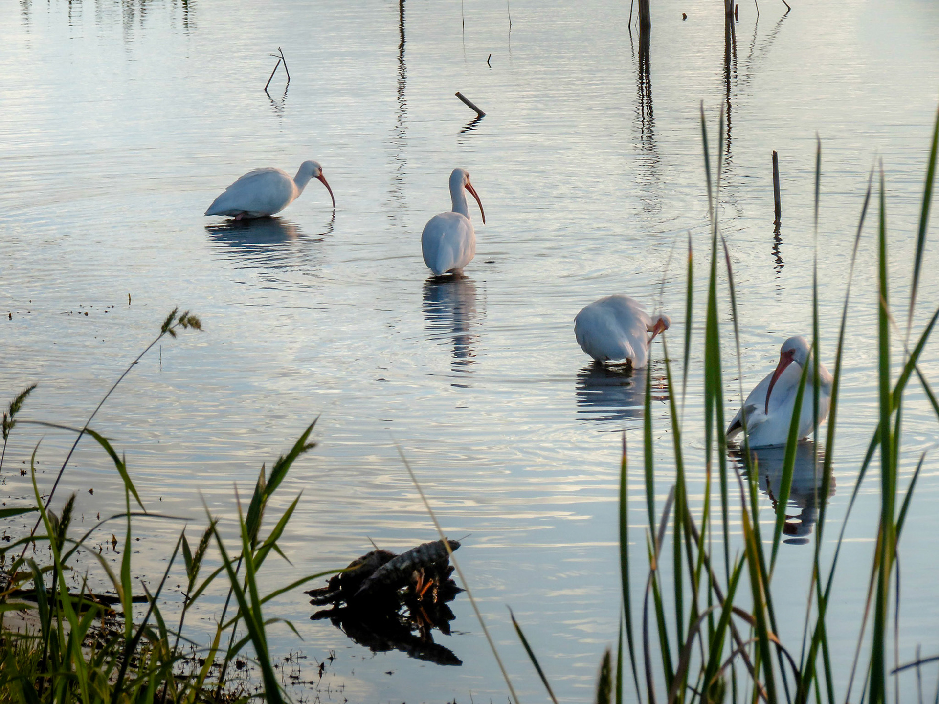 Ibis