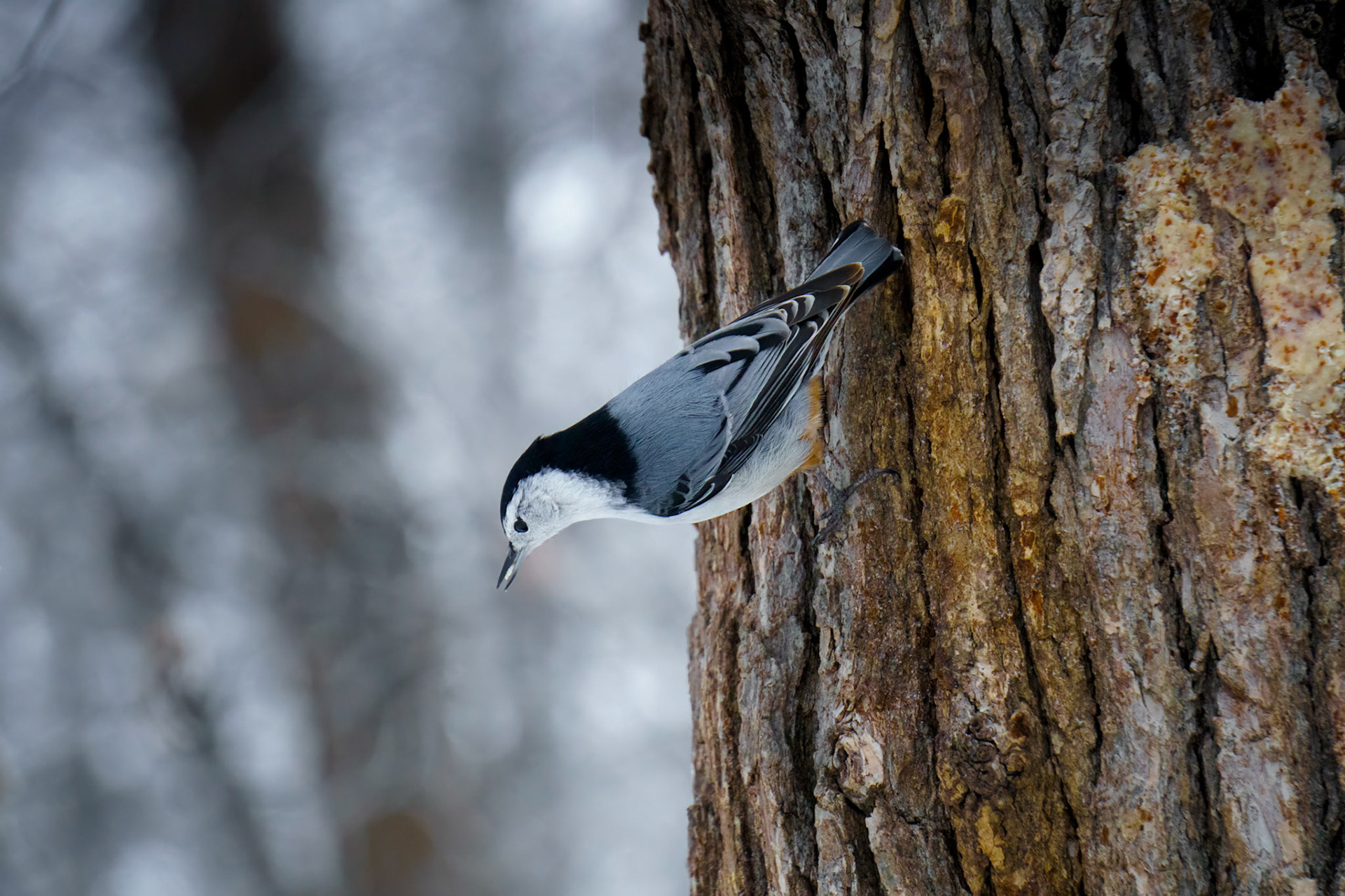 White-breasted Nuthatch