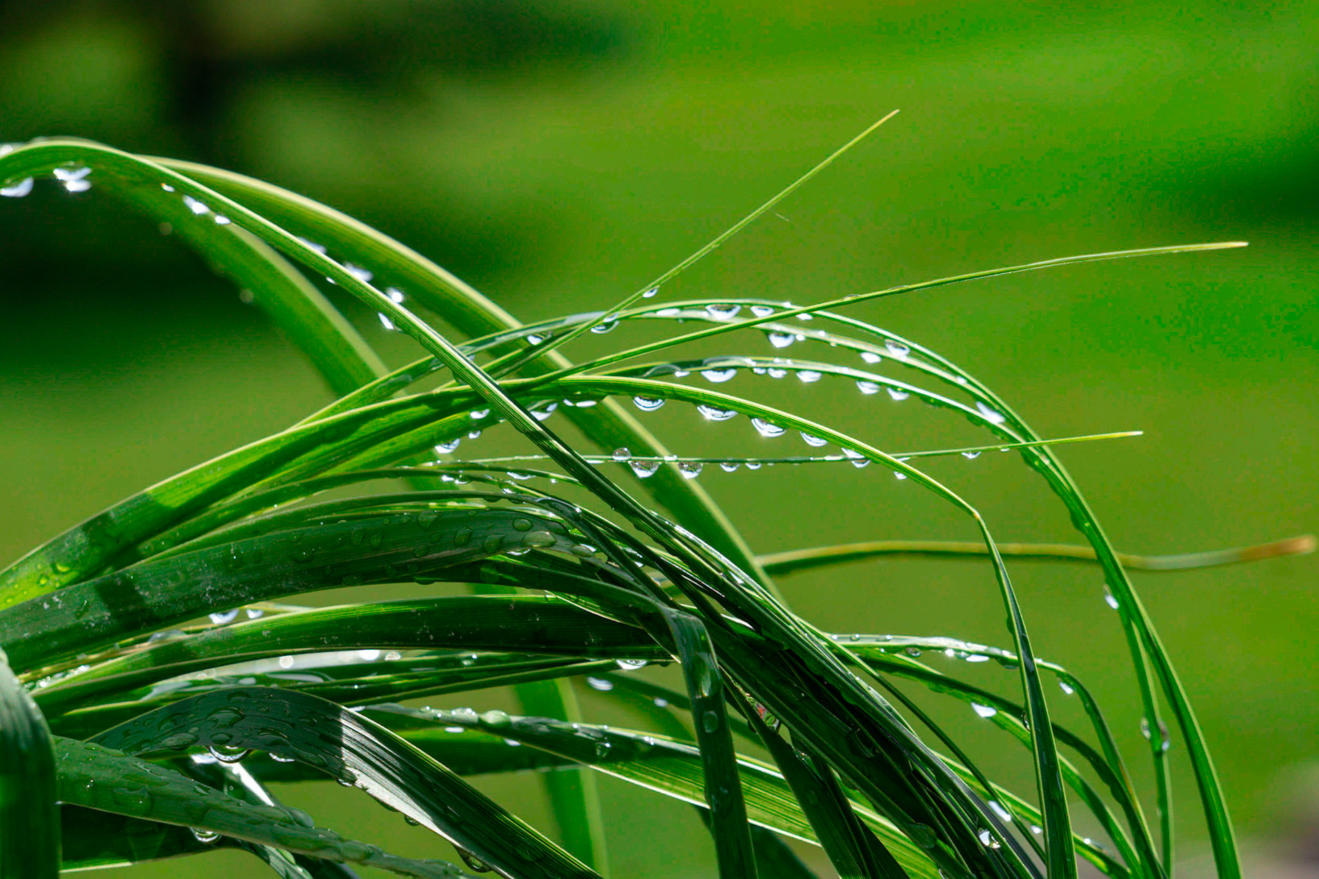 Dew in the morning