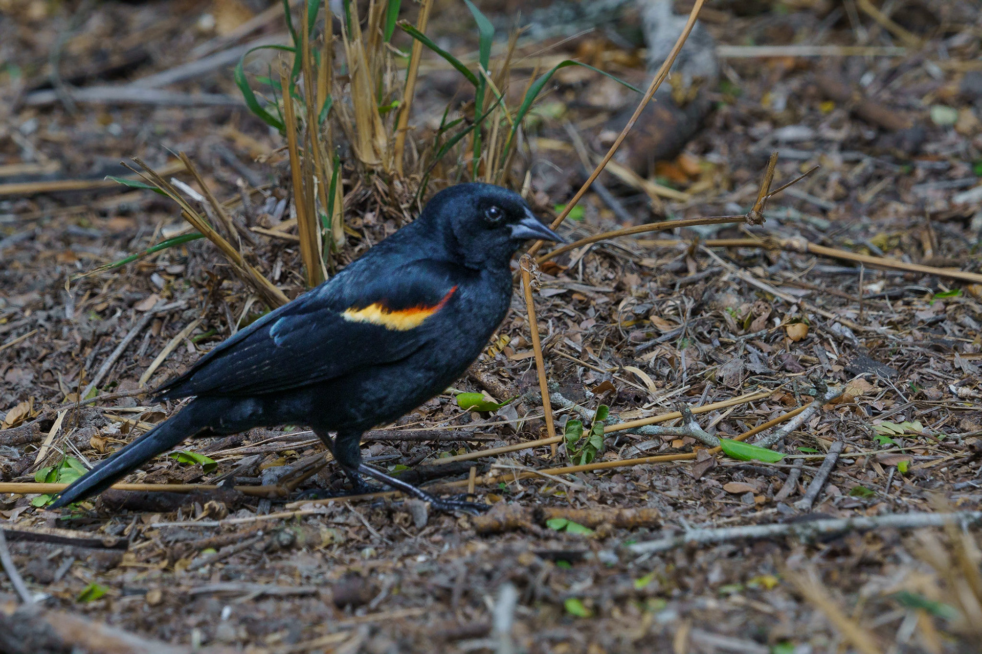 Redwing Blackbird Brownsville