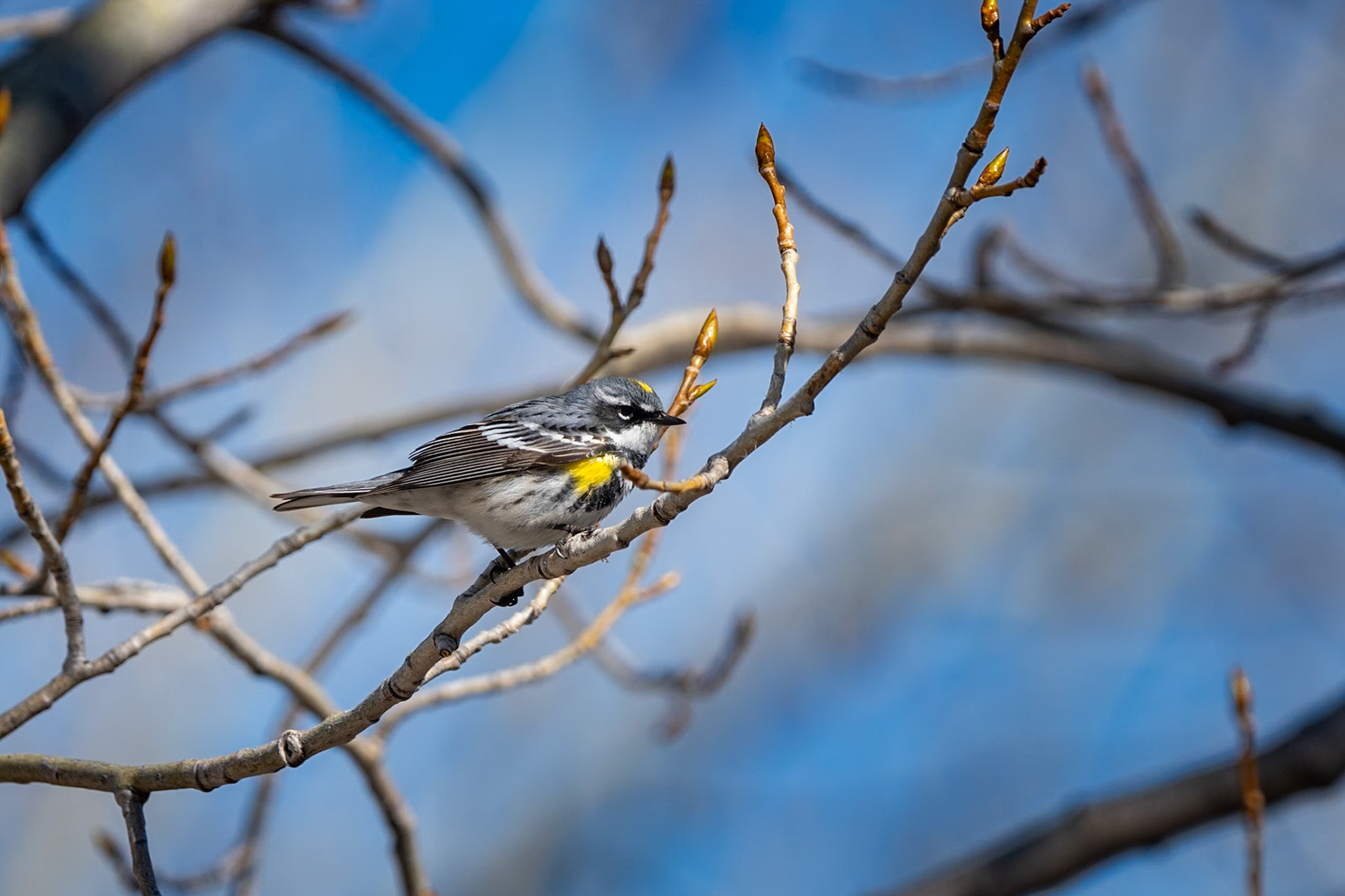 Yellow Rumped Warbler