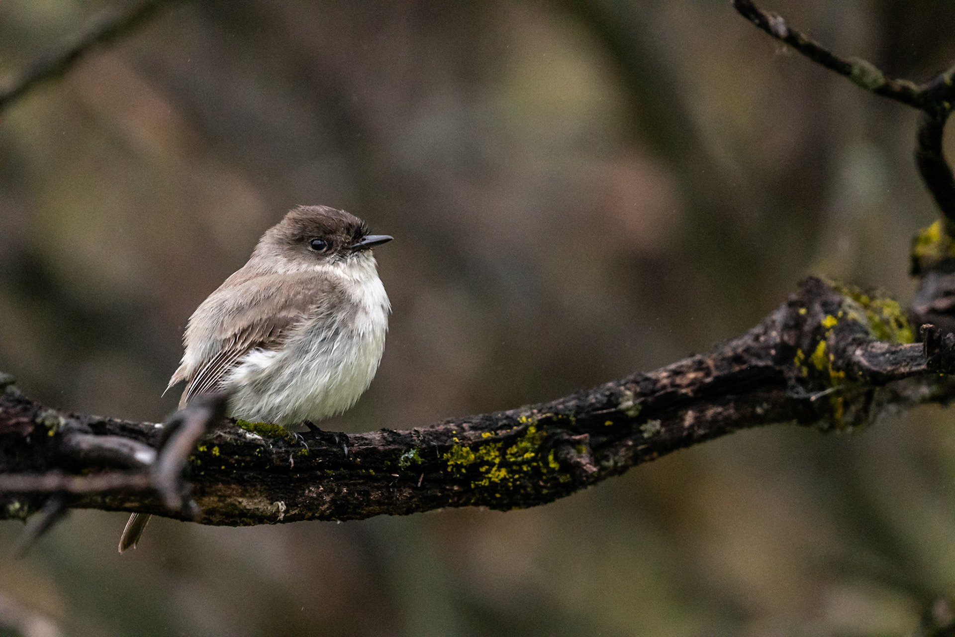 Eastern Phoebe