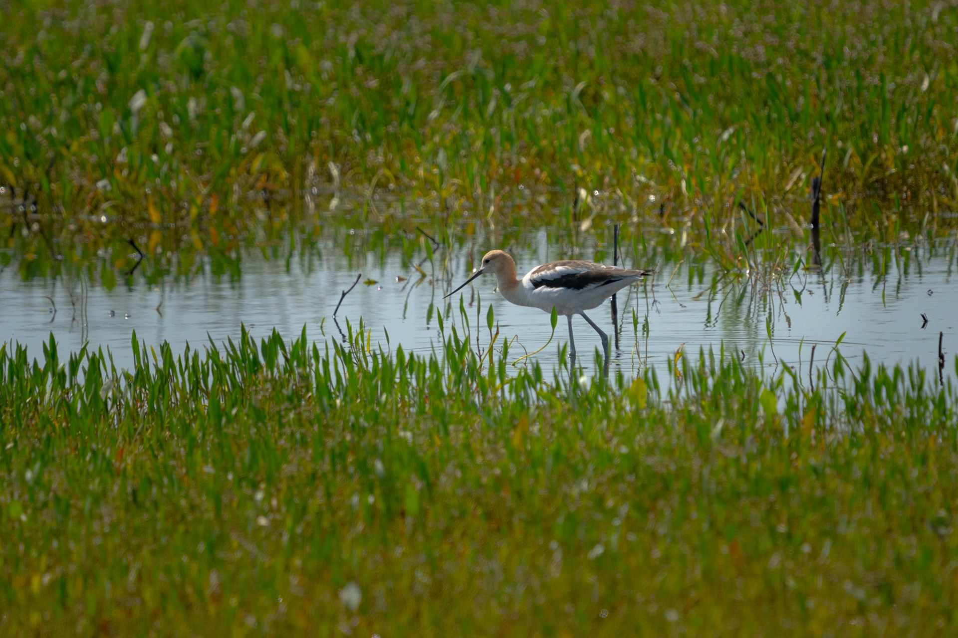 American Avocet