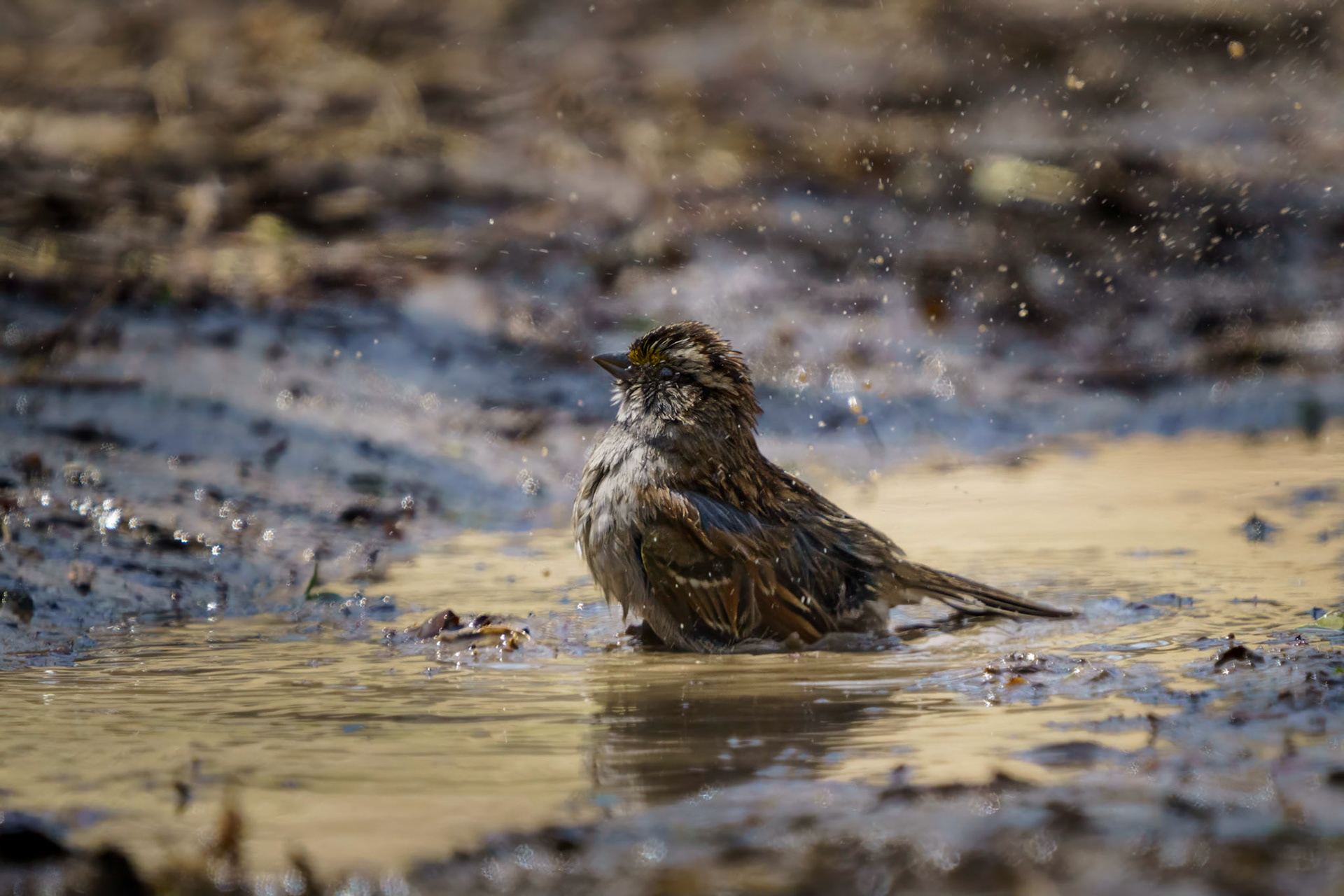 White-Crowned Sparrow