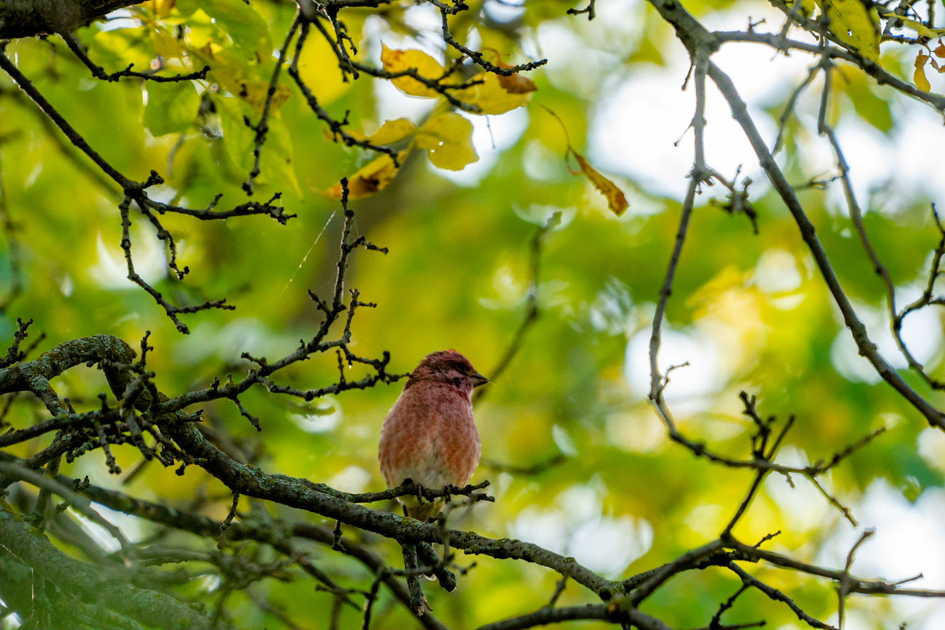 Purple Finch