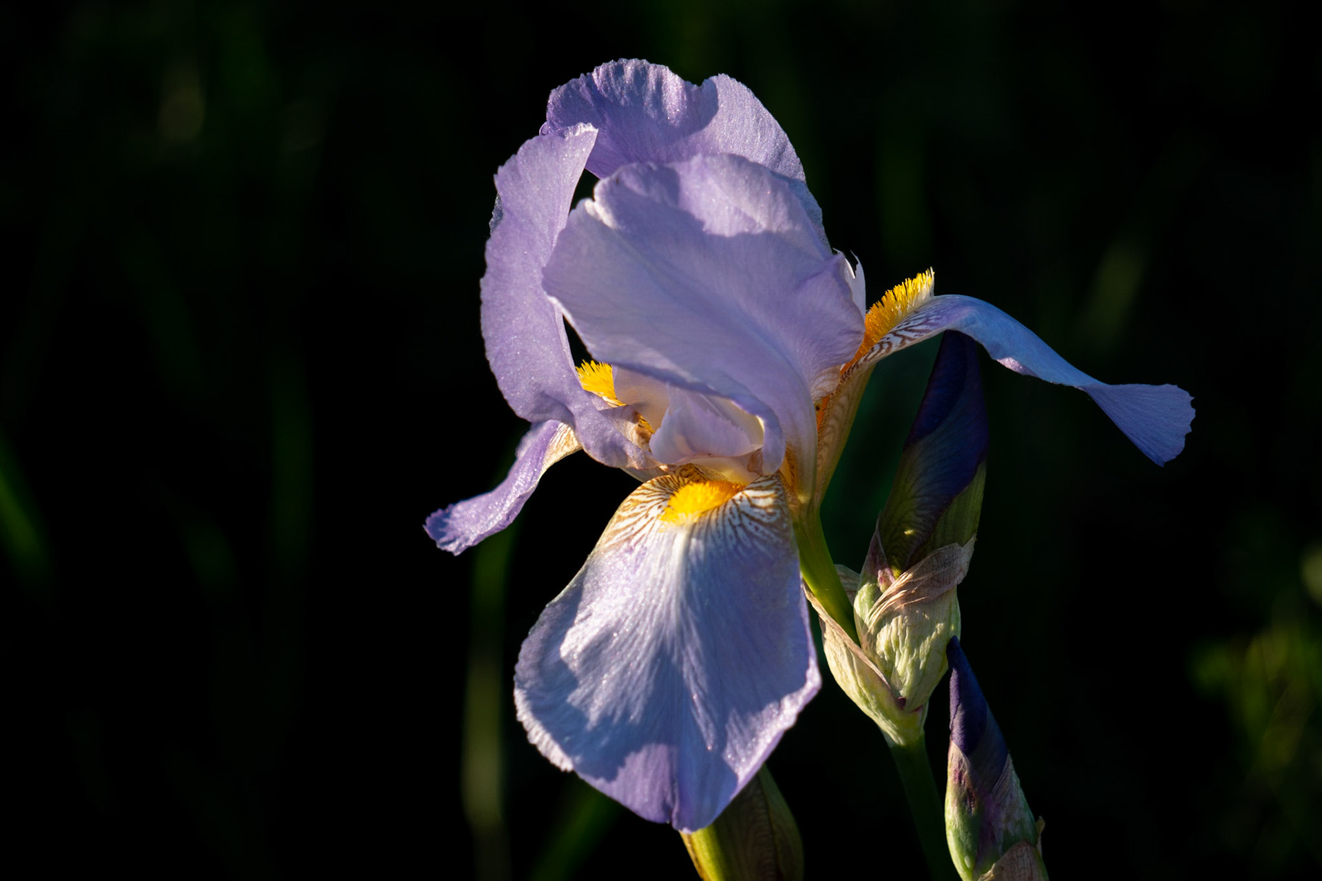 Lavender Iris