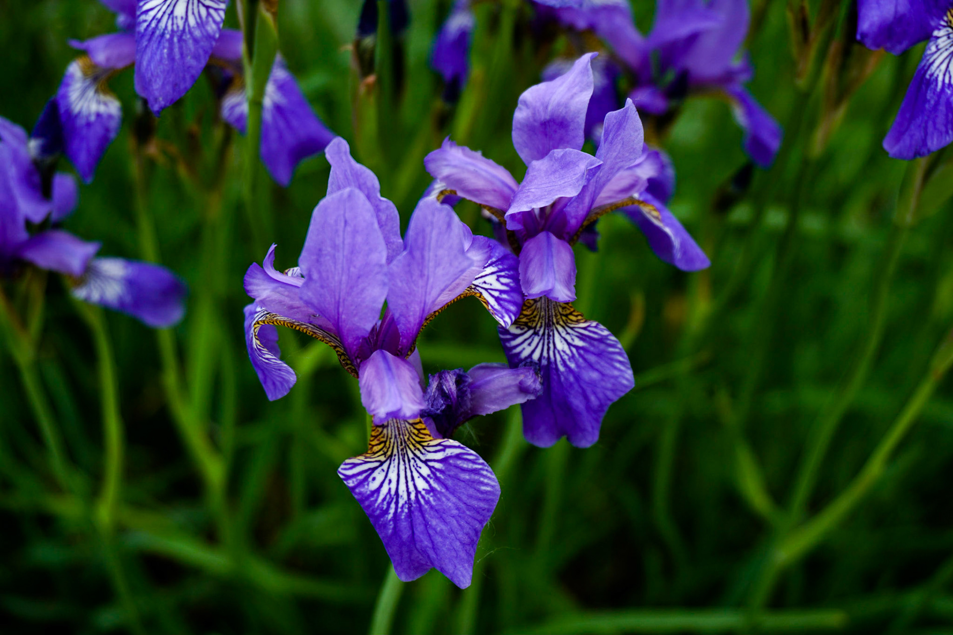 Iris